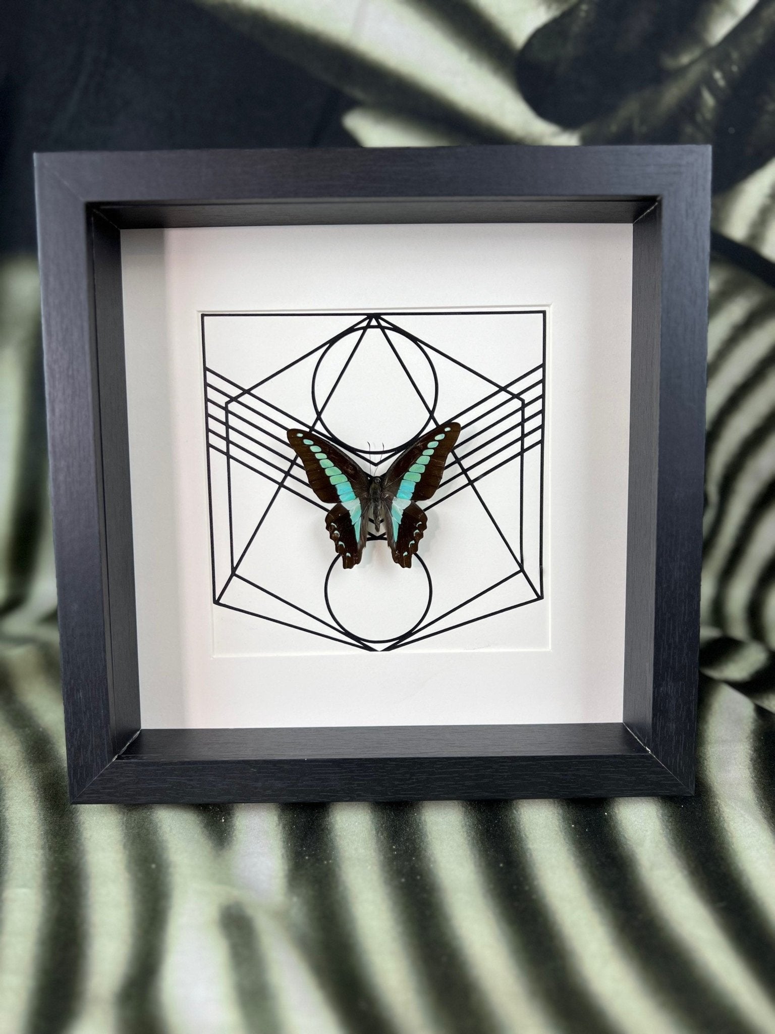 Graphium Sarpedon in lijst by KEY LIME STORE