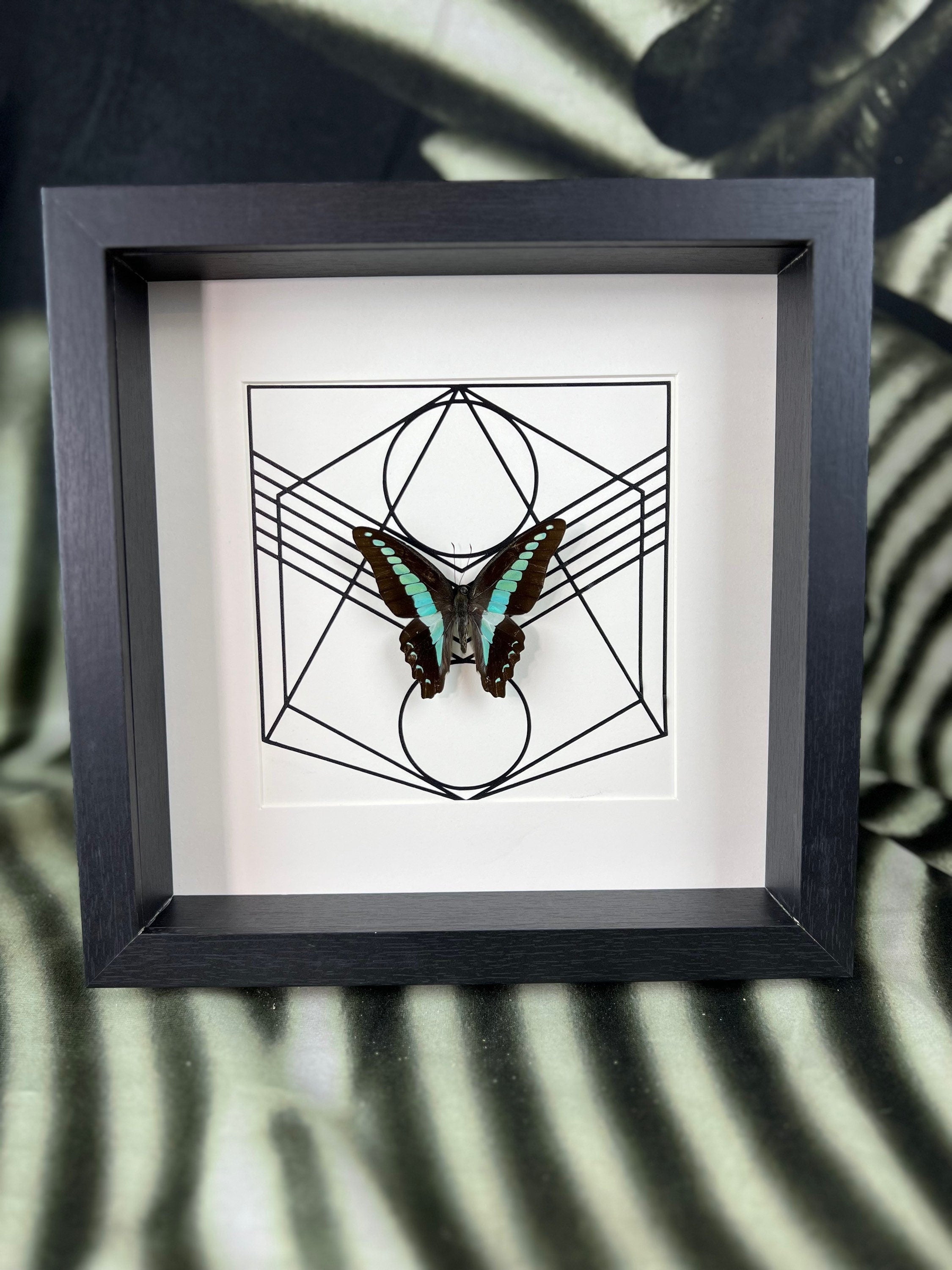 Echte vlinder | Graphium Sarpedon in lijst (25x25cm)