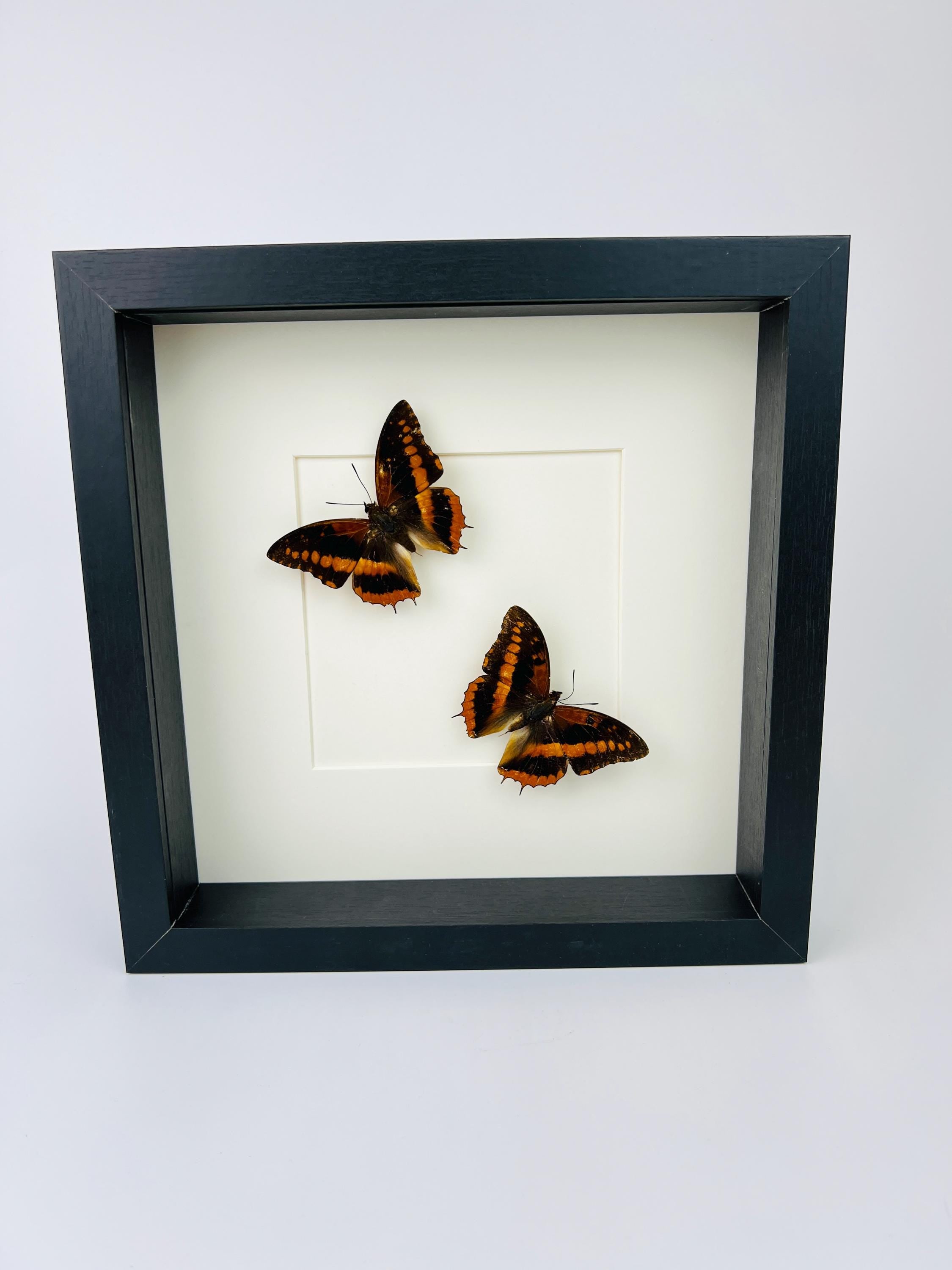 Charaxes Lucretia in lijst