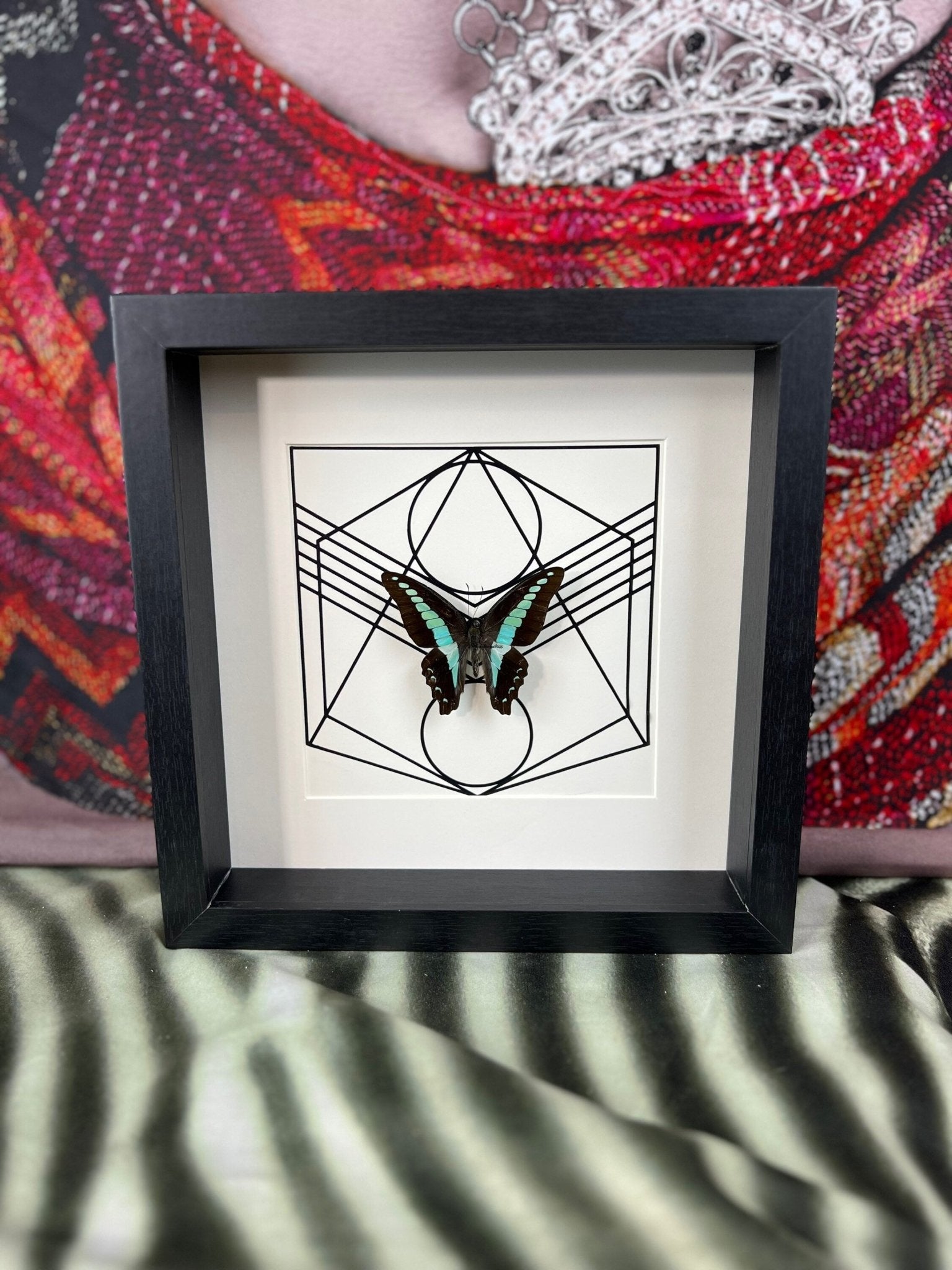 Graphium Sarpedon in lijst by KEY LIME STORE