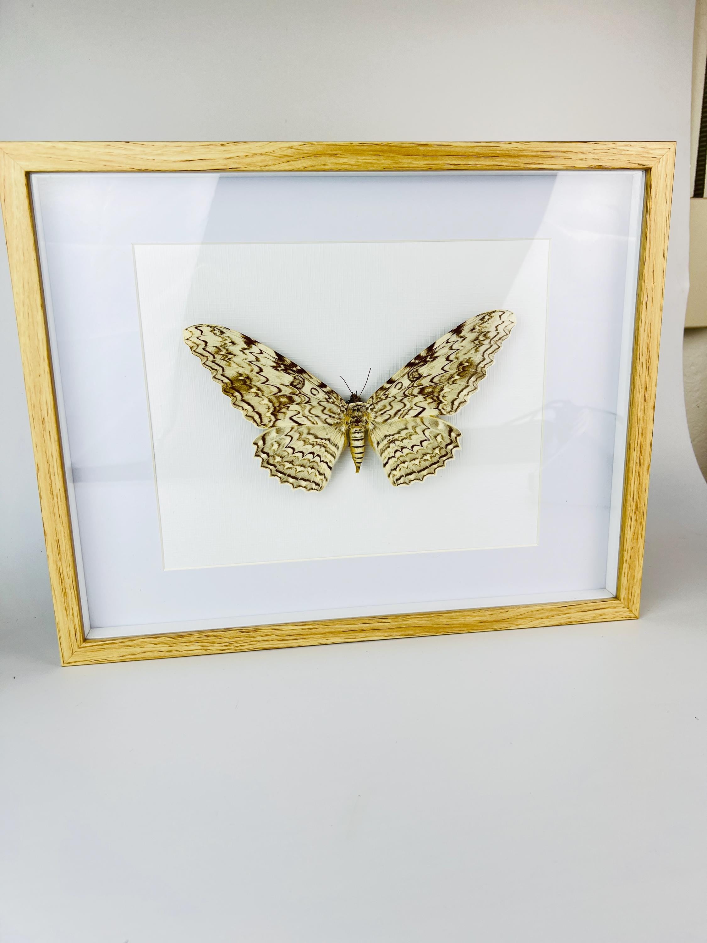 Antieke Thysania Agrippina Mot uit 1968 in lijst (White Witch Moth / Ghost Moth / Great Owlet Moth)