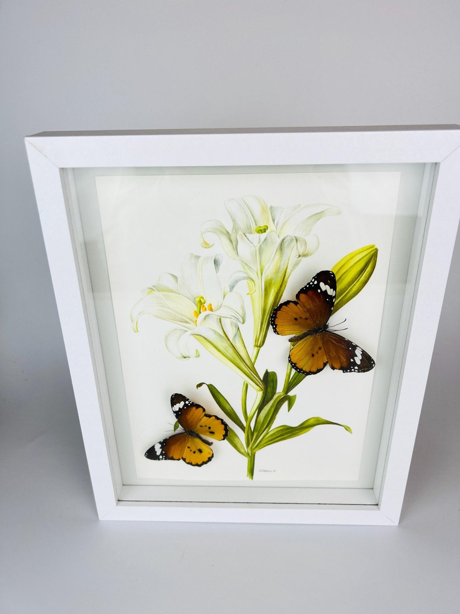 Danaus Chrysippus op vintage bloemenprint in lijst by KEY LIME STORE