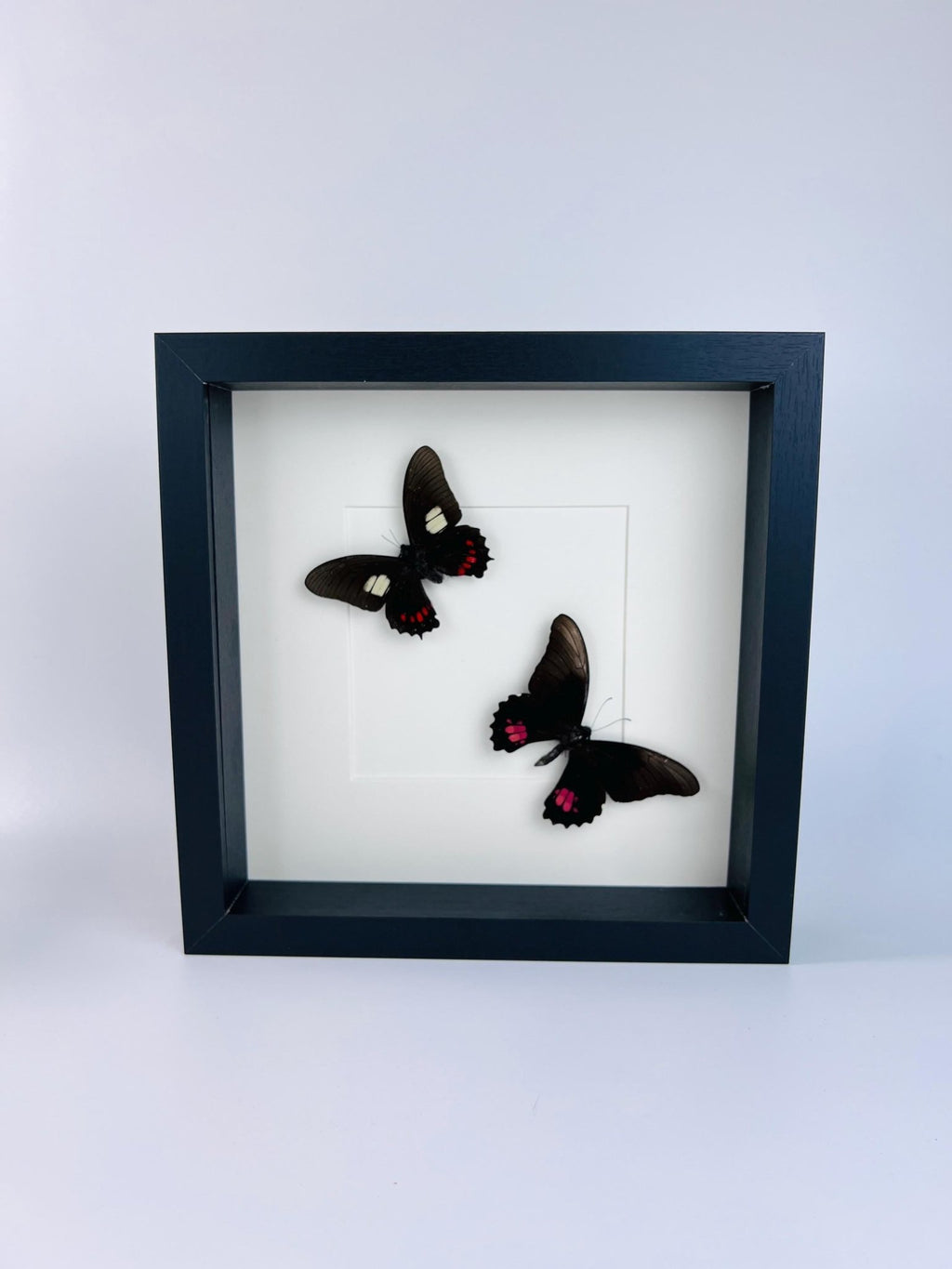 Parides und Papilio Anchisiades in einem Rahmen von KEY LIME STORE