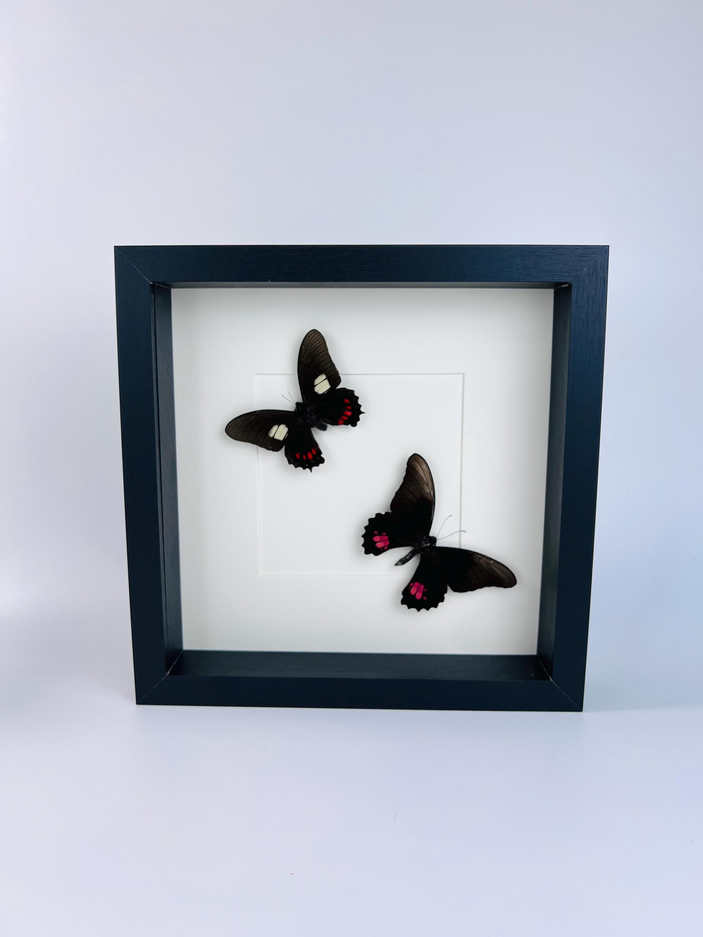 Parides en Papilio Anchisiades in lijst