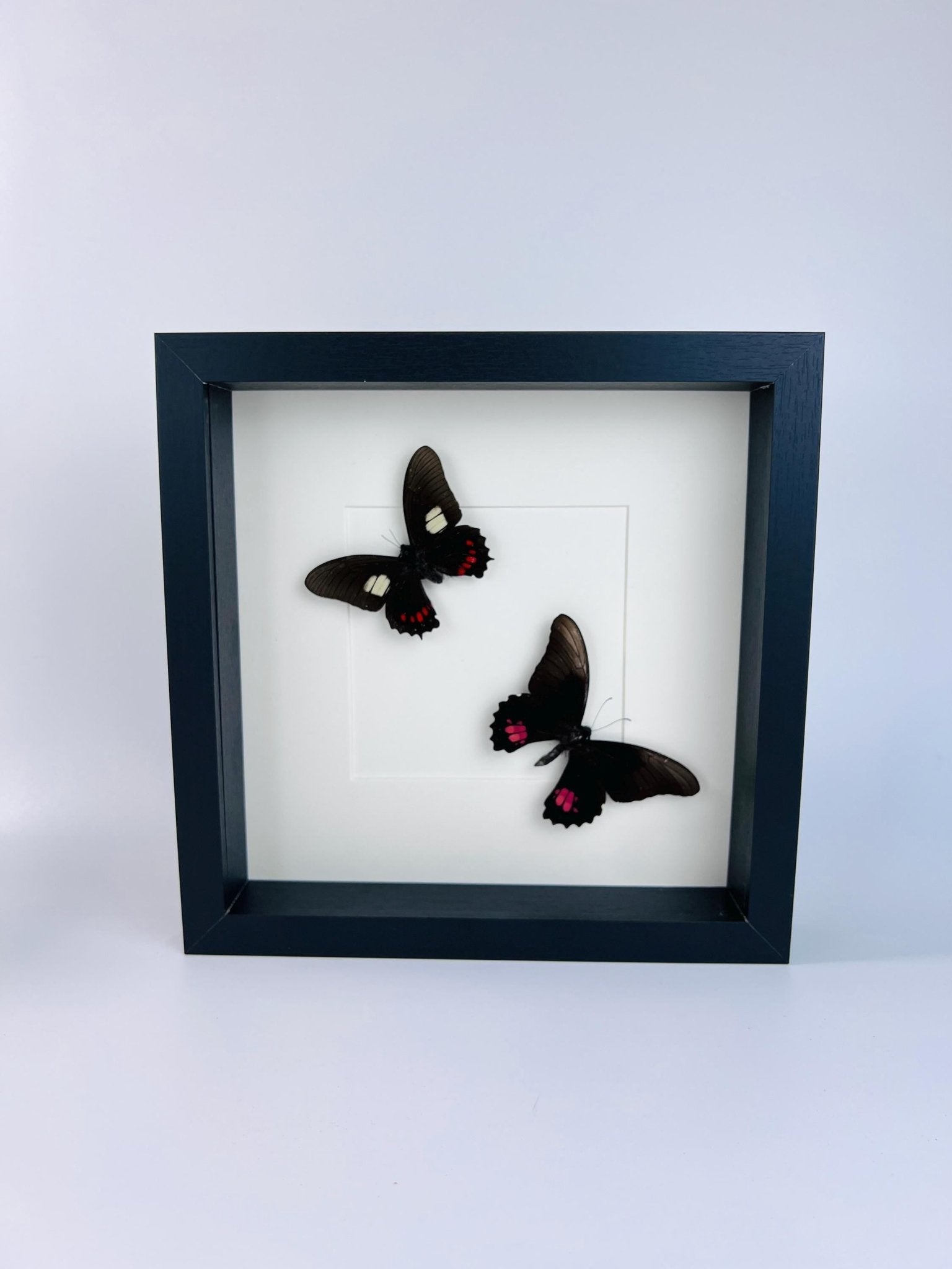 Parides und Papilio Anchisiades in einem Rahmen von KEY LIME STORE