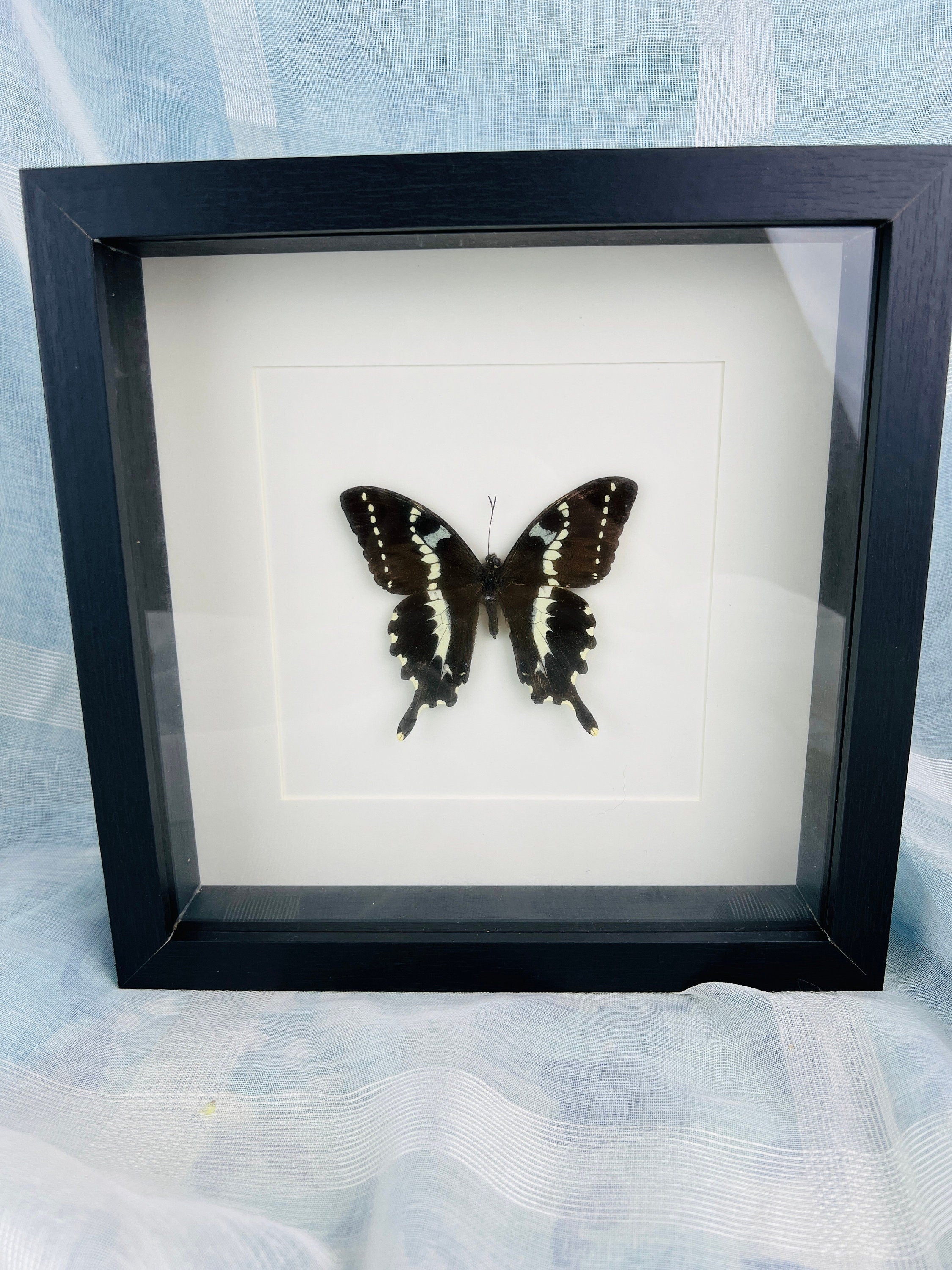 Papilio Delalandei im Rahmen