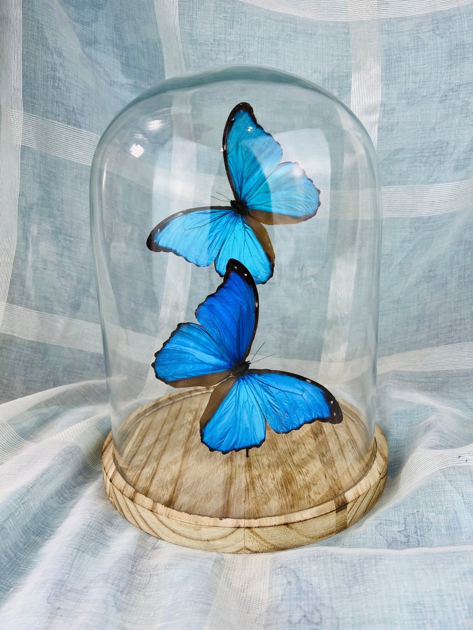 Morpho Didius in einer Glasglocke von KEY LIME STORE