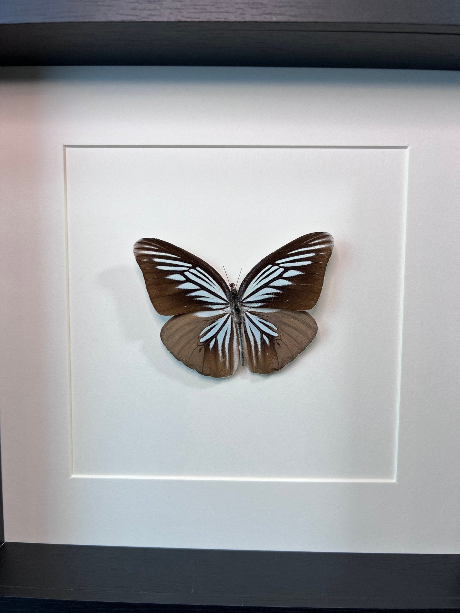 Pareronia Tritaea in einem Rahmen von KEY LIME STORE