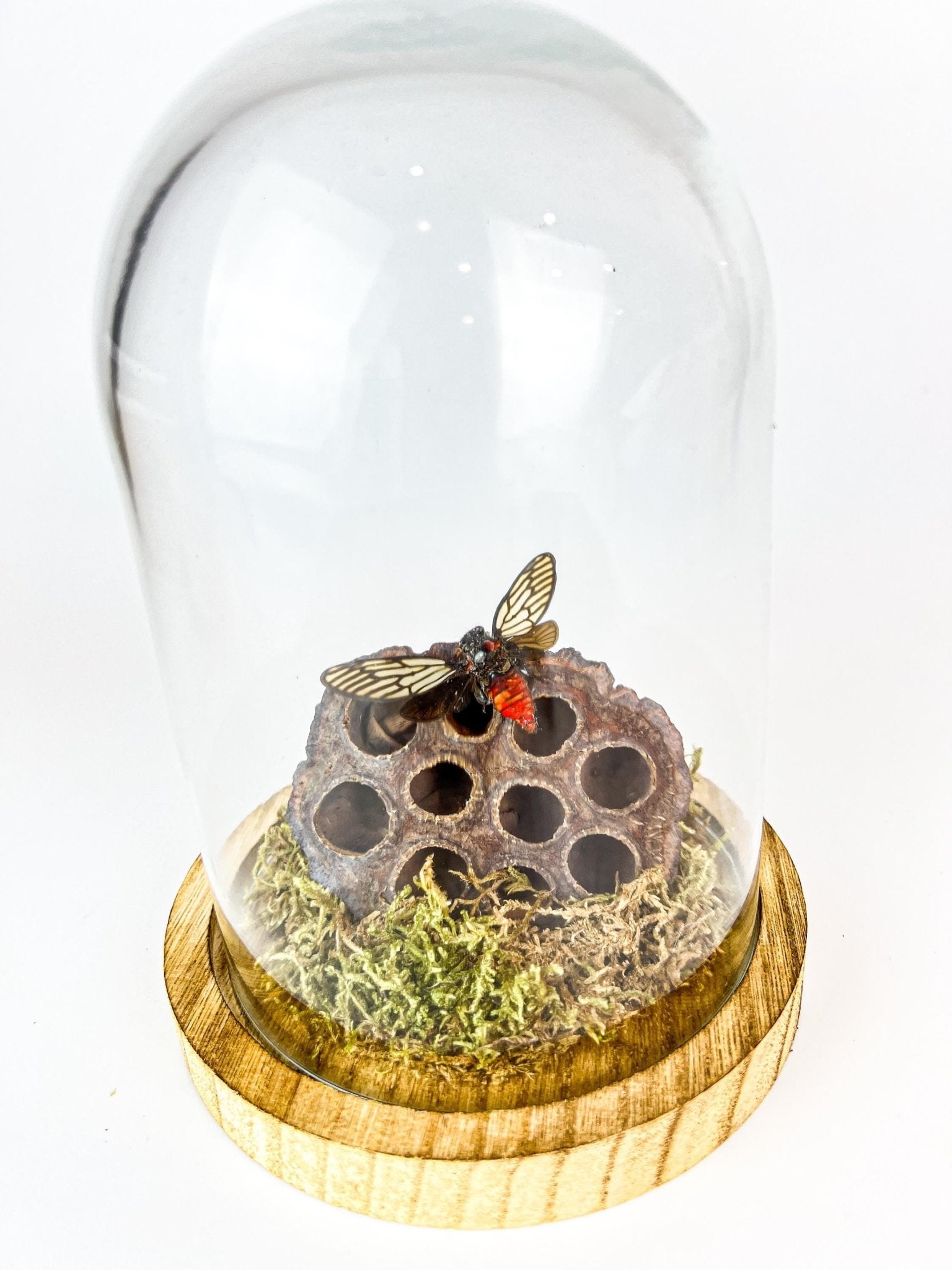 Huechys Incarnata-Zikade mit Moos und getrockneter Lotusblüte in einer Glasglocke von KEY LIME STORE