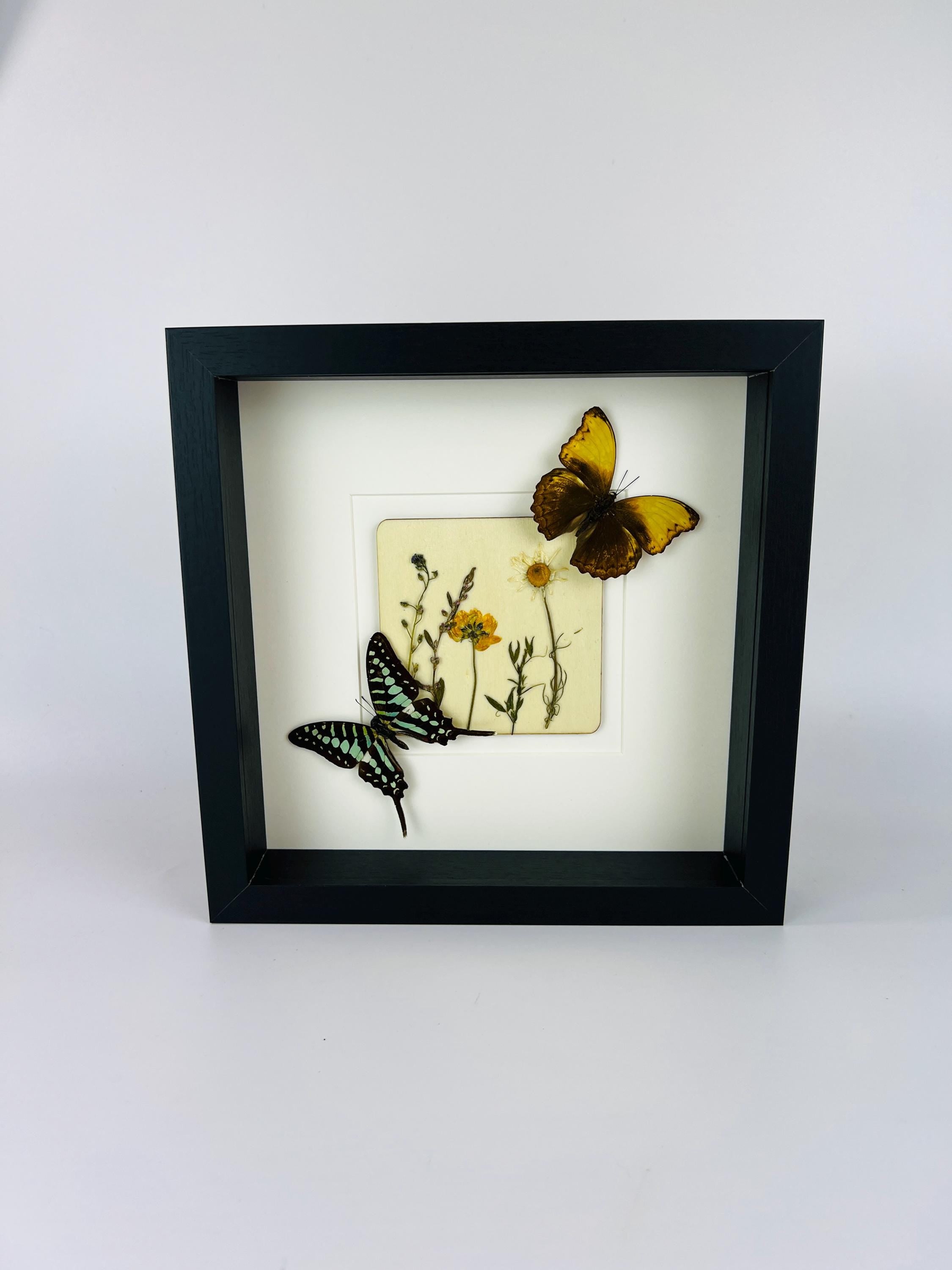 Graphium und Cymothoe Haynac mit Trockenblumen auf MDF in einem Rahmen
