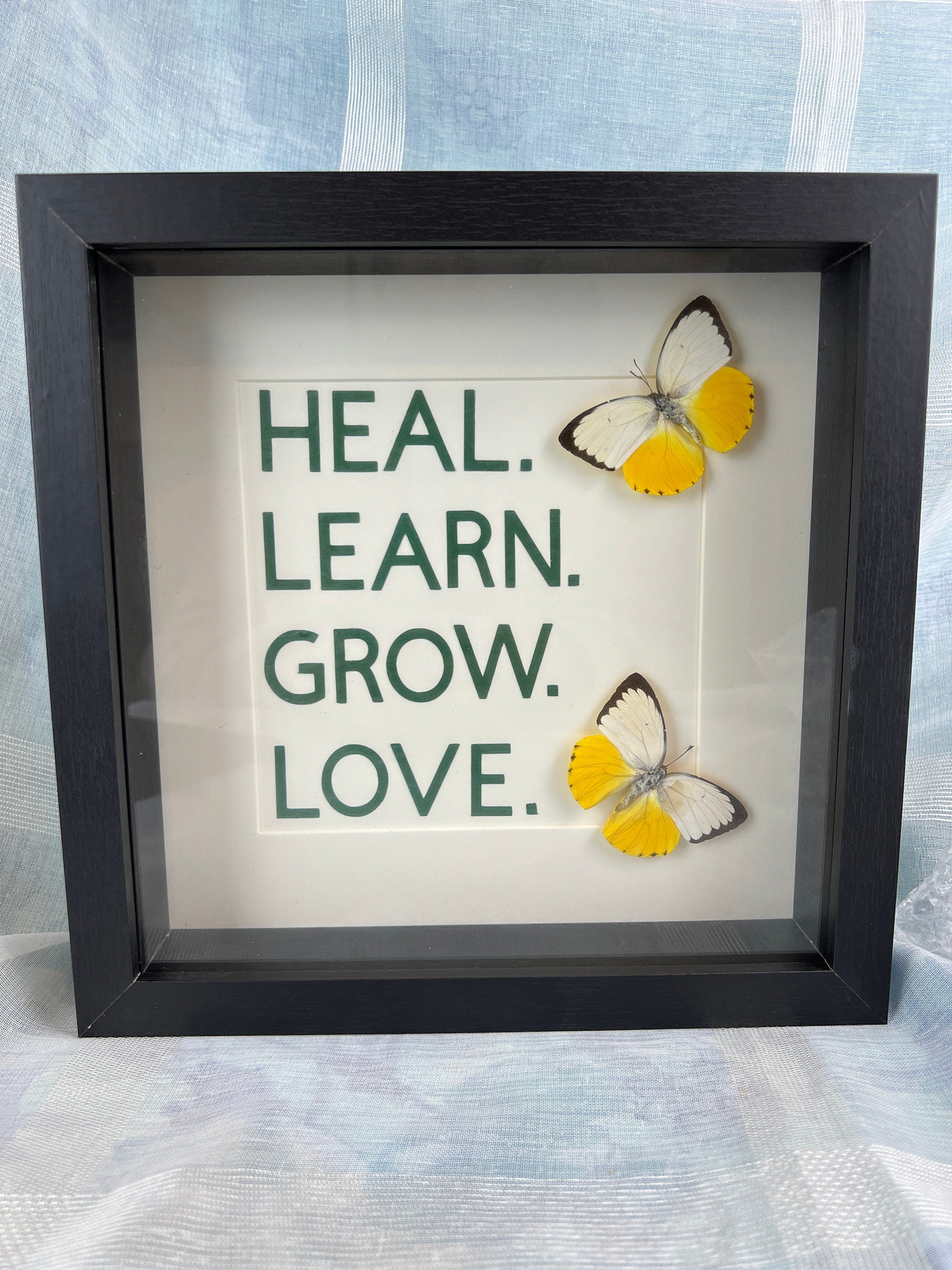 Catopsilia Scylla met tekst in lijst