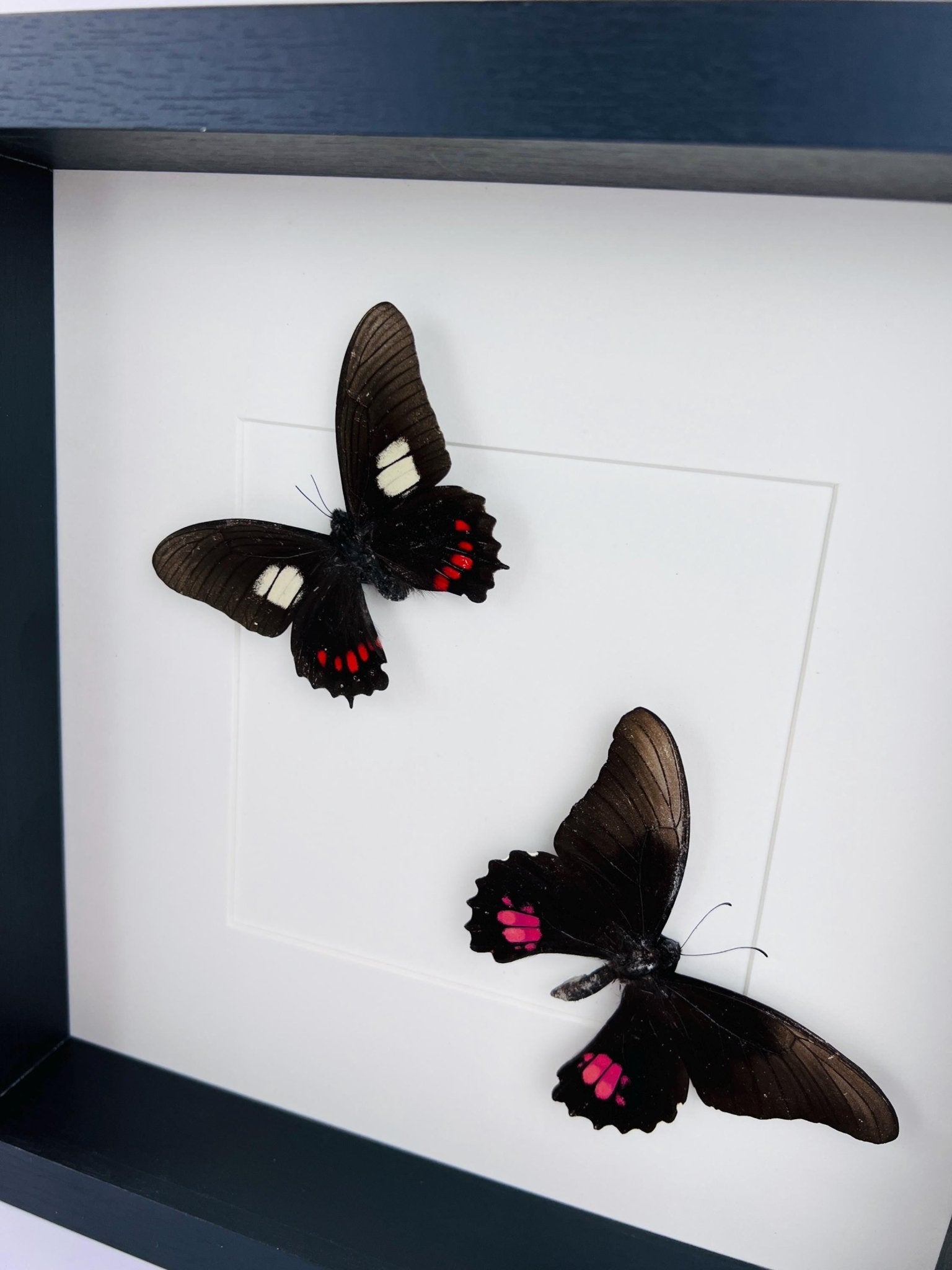 Parides und Papilio Anchisiades in einem Rahmen von KEY LIME STORE