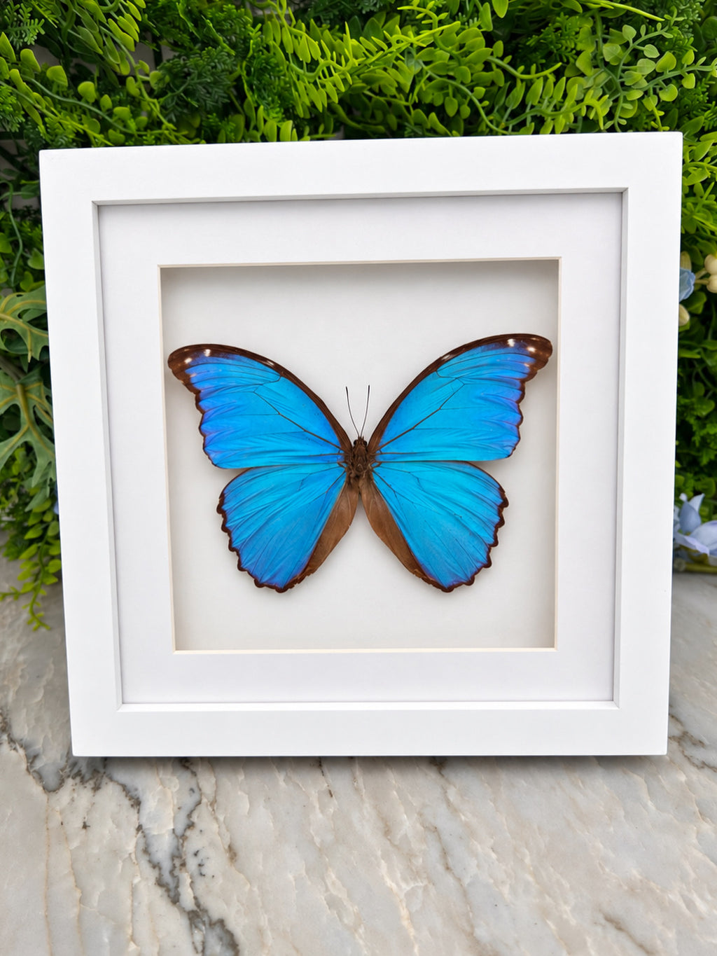 Opgezette vlinder in lijst Morpho Didius