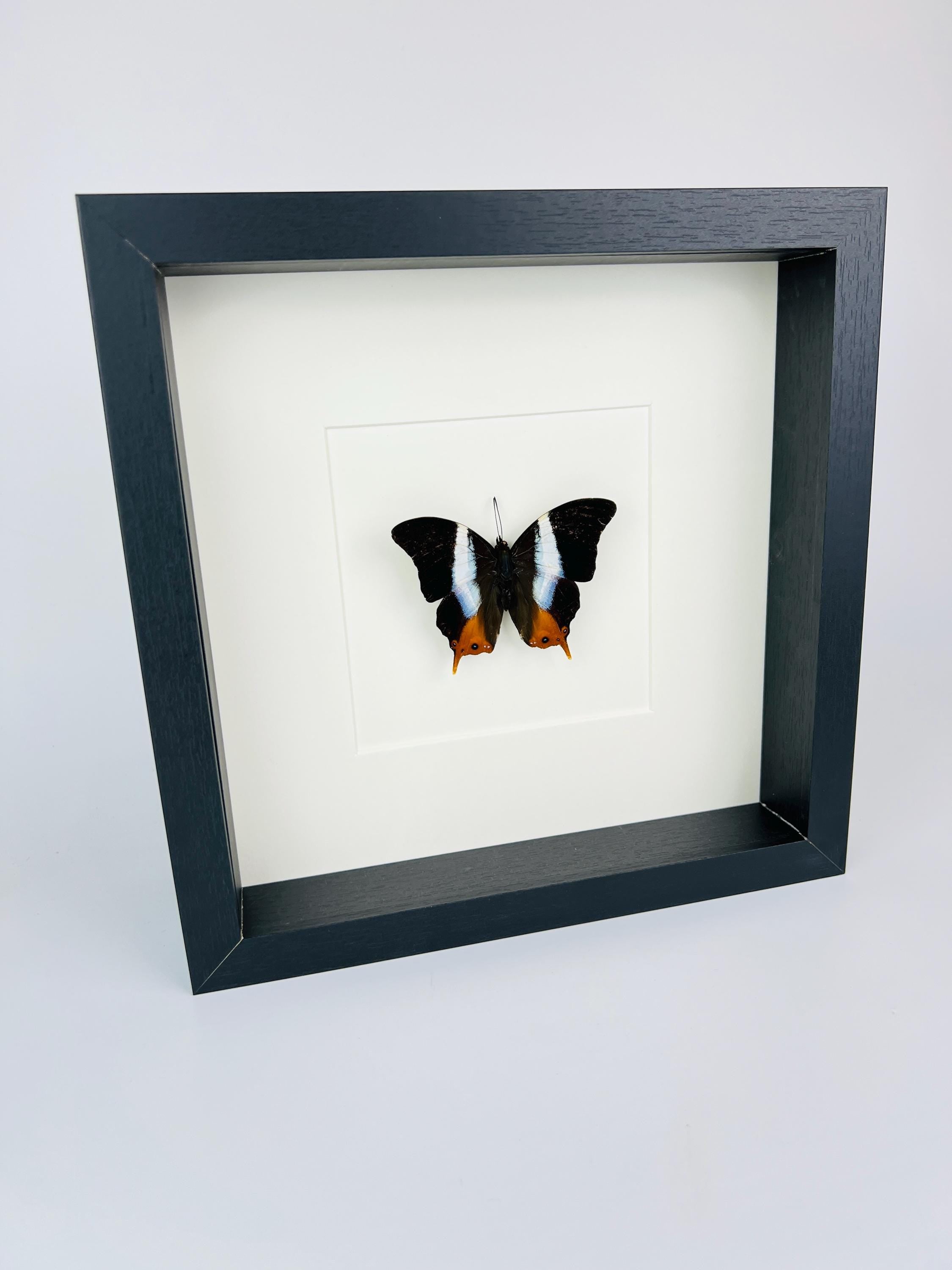 Palla Violinitens in lijst