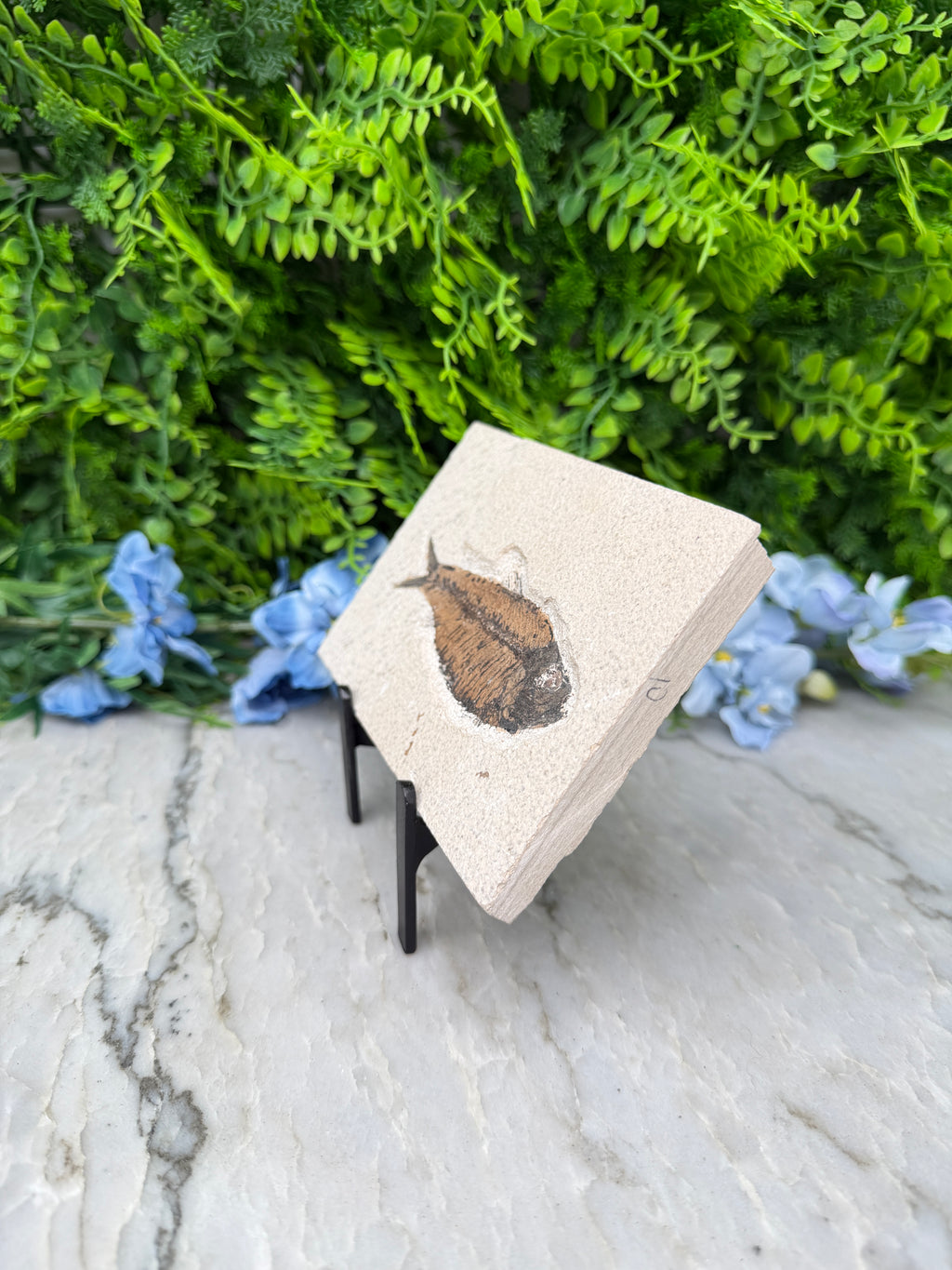 a pale stone with a fossilized fish imprint on it, placed on a white marble surface with blue flowers in the background.
