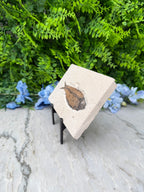 a pale stone with a fossilized fish imprint on it, placed on a white marble surface with blue flowers in the background.