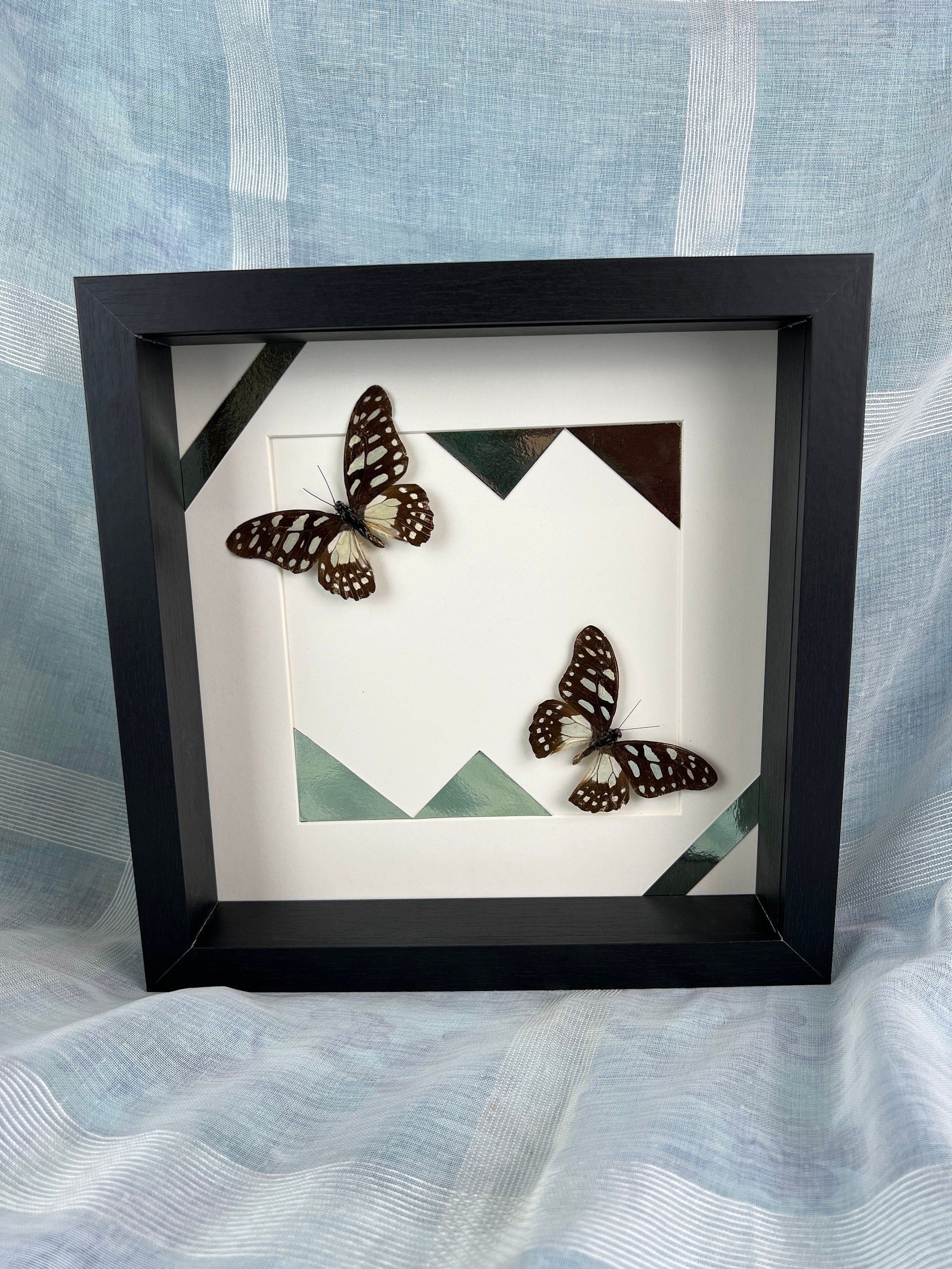 Graphium Leonidas op print in lijst