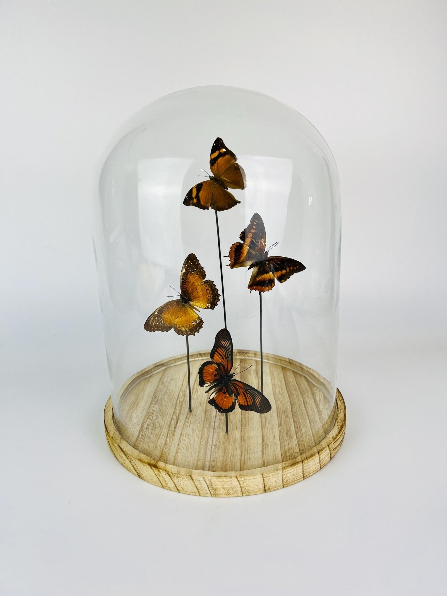 Doleschallia bisaltide, Charaxes cynthia, Cethosia biblis und Pseudacraea clarkii im Glas von KEY LIME STORE