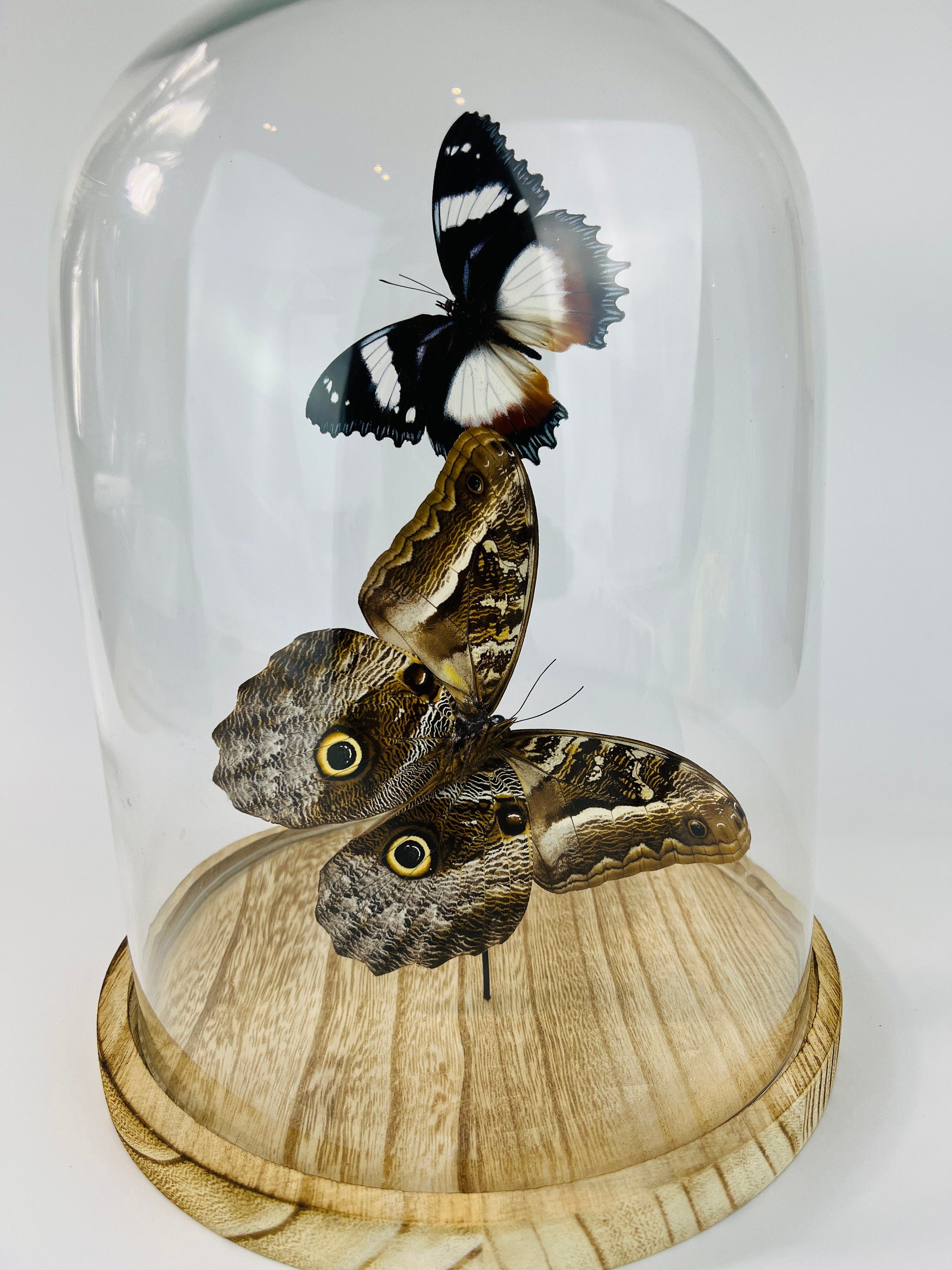 Hypolimnas Dexithea en Caligo in stolp