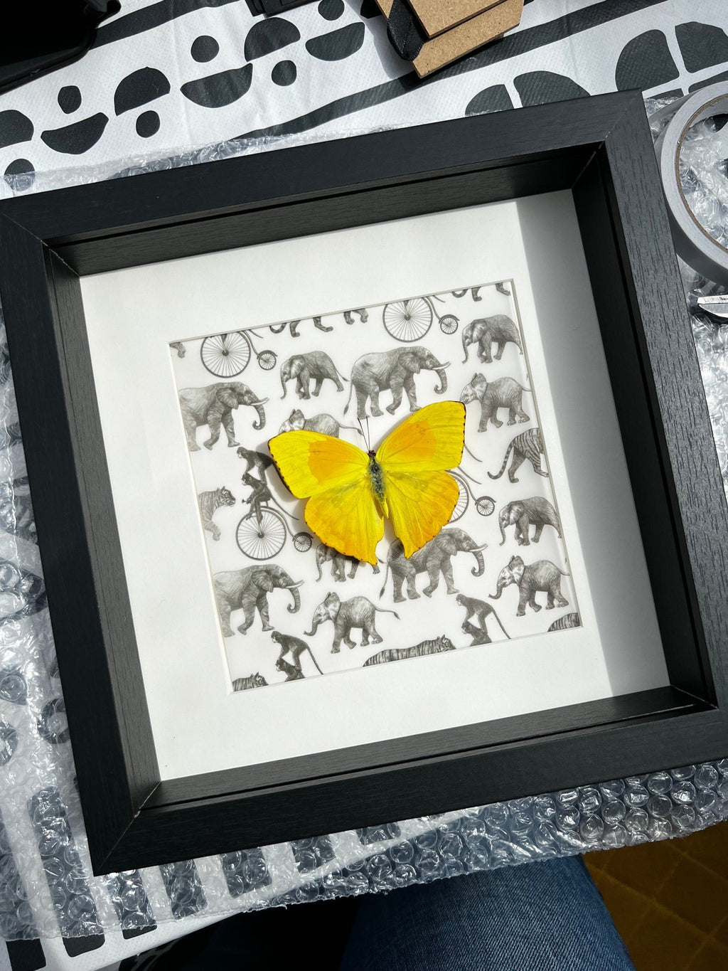 „Phoebis Philea“ als Druck in einem Rahmen von KEY LIME STORE