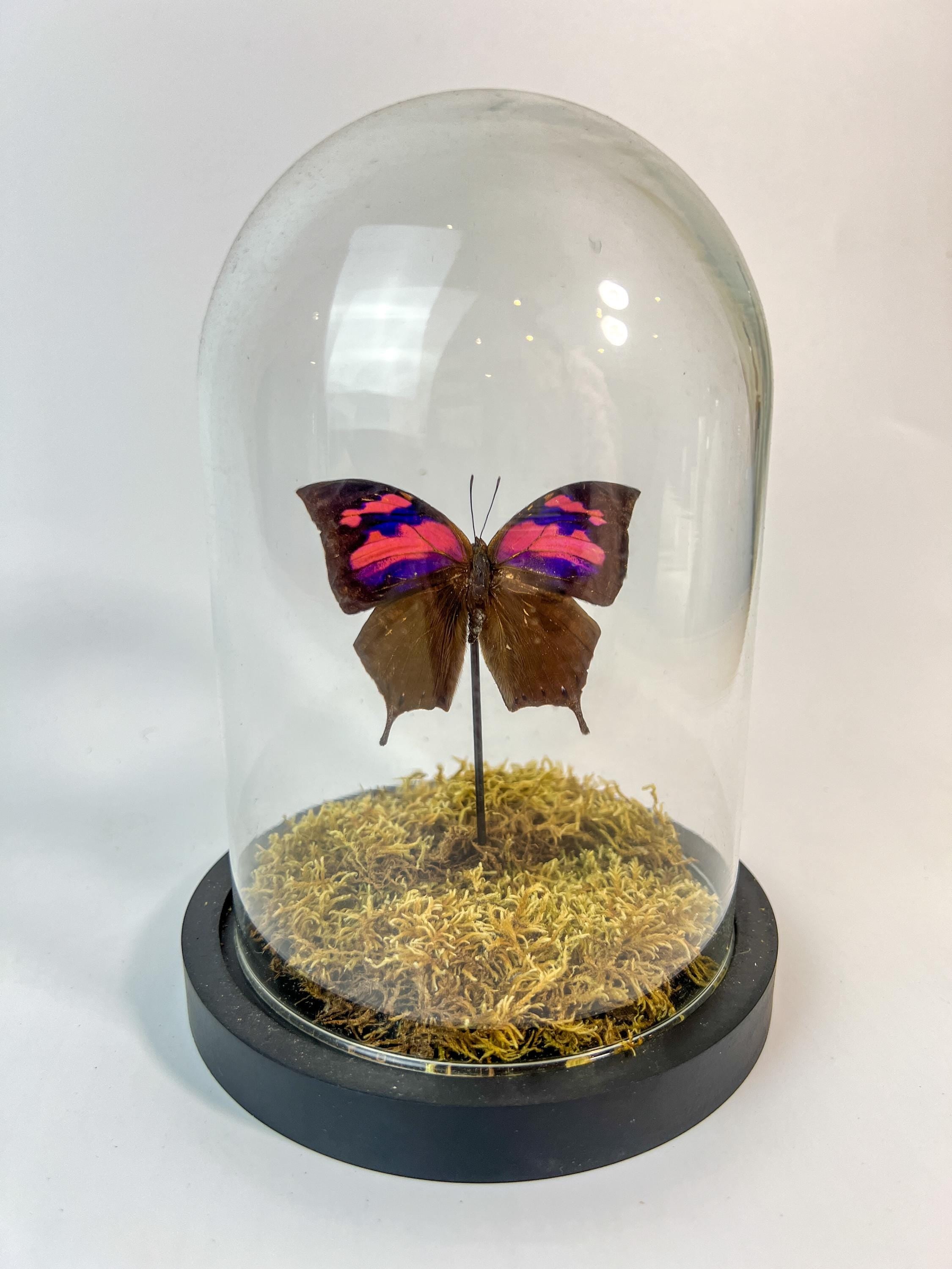 Anaea Nessus in einer Glasglocke
