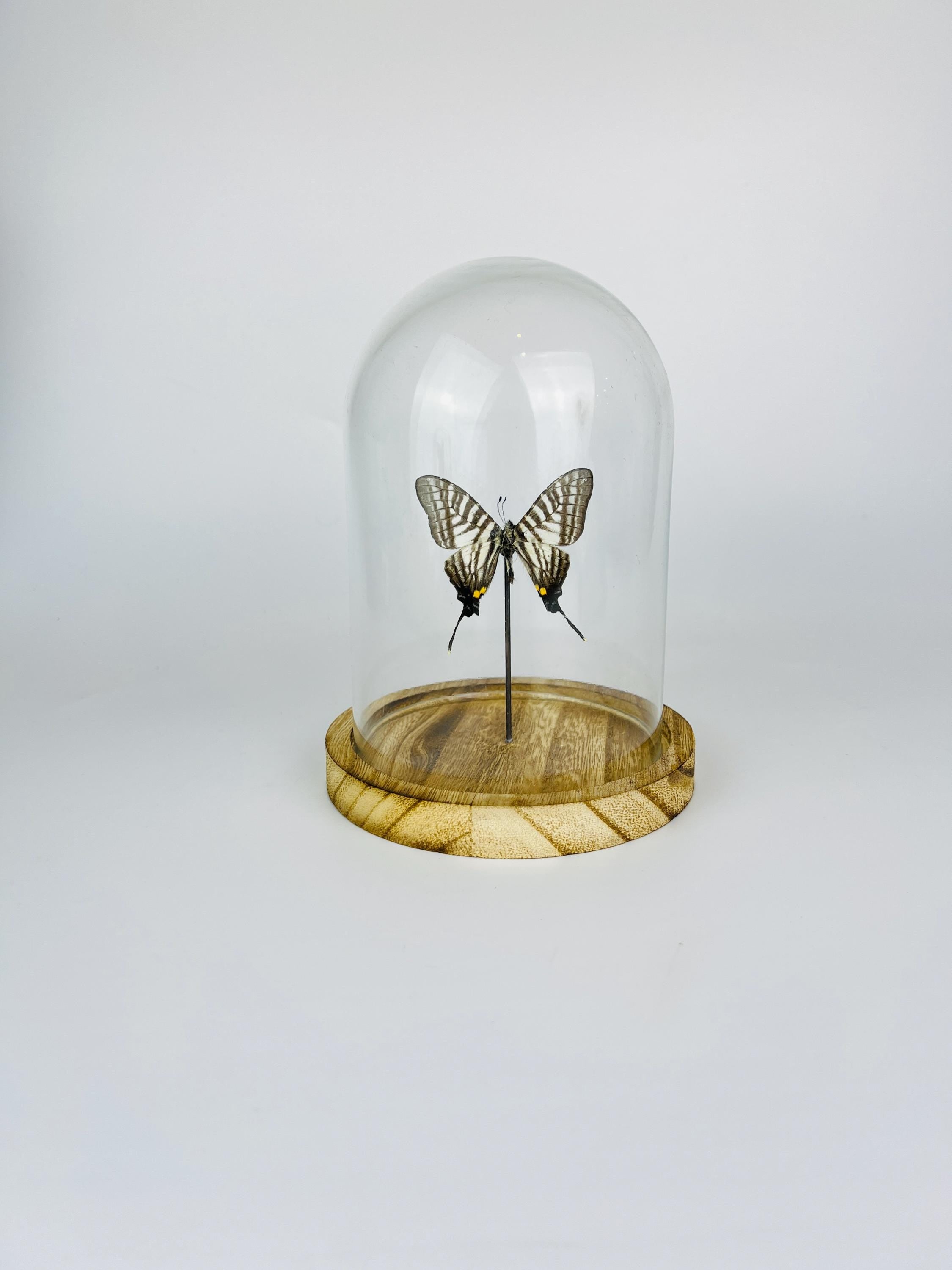 Graphium Pazala Eurous in a bell jar