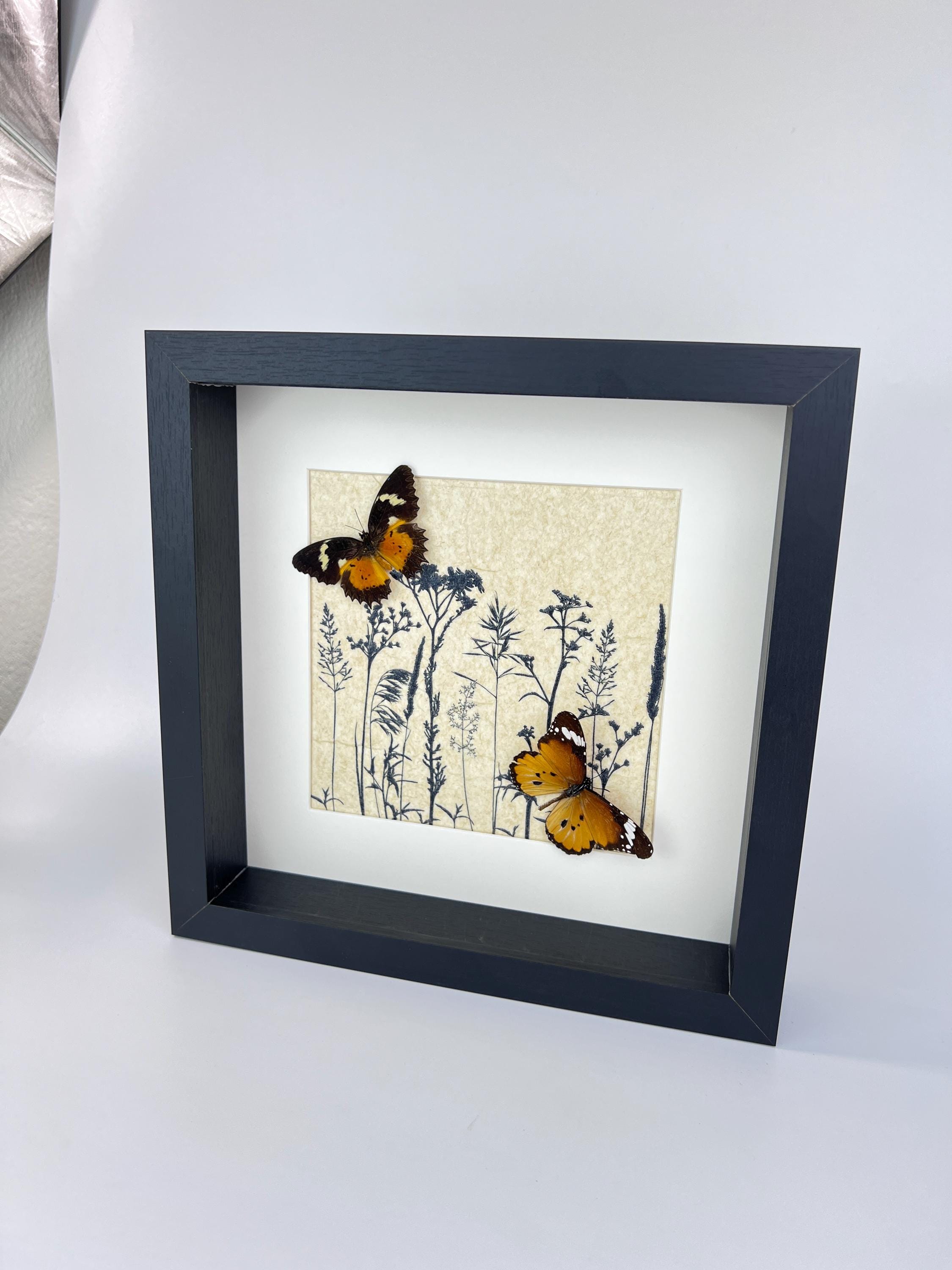 Cethosia hypsea und Danaus chrysippus in einem Rahmen