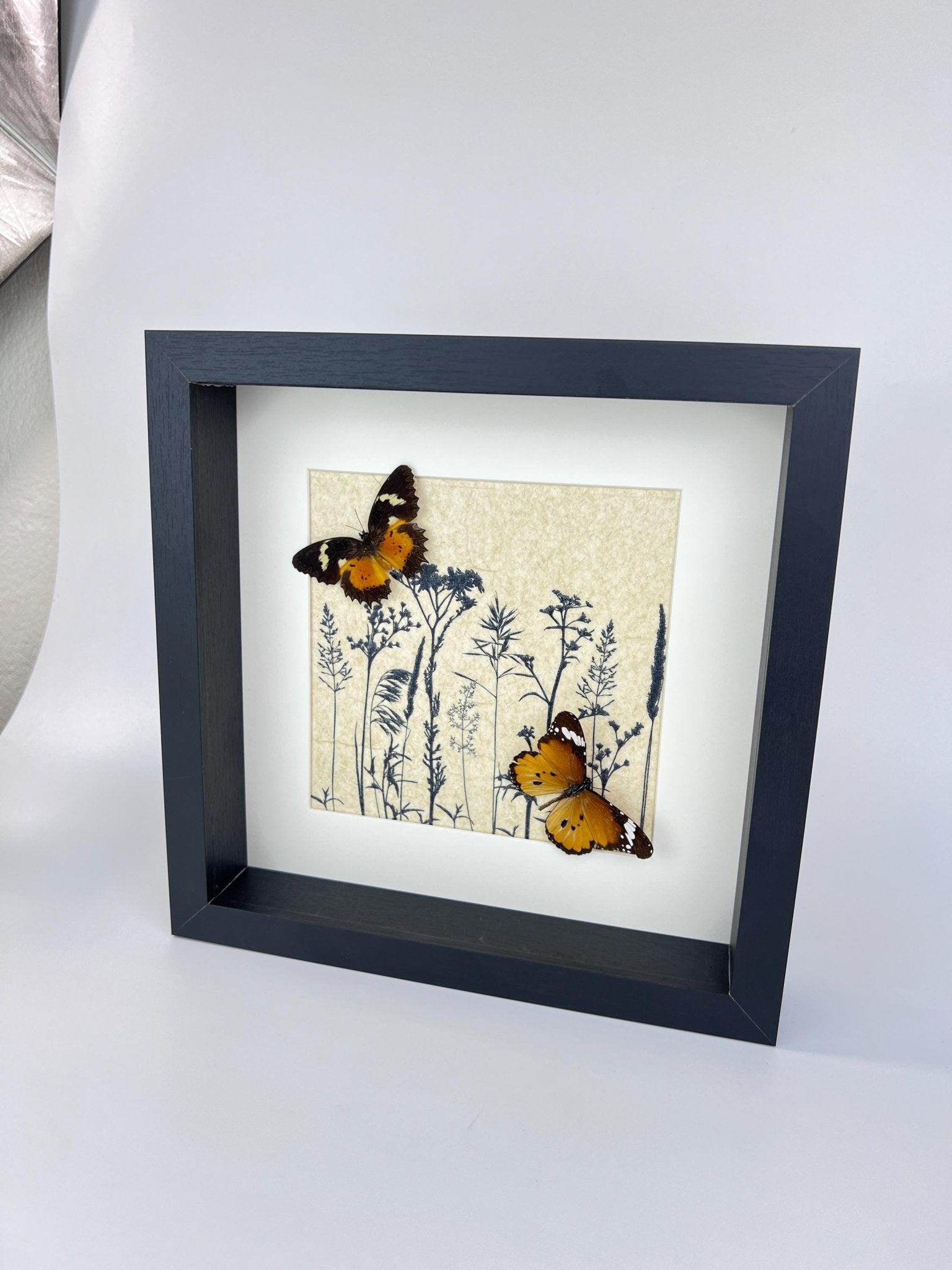 Cethosia Hypsea und Danaus Chrysippus in einem Rahmen von KEY LIME STORE