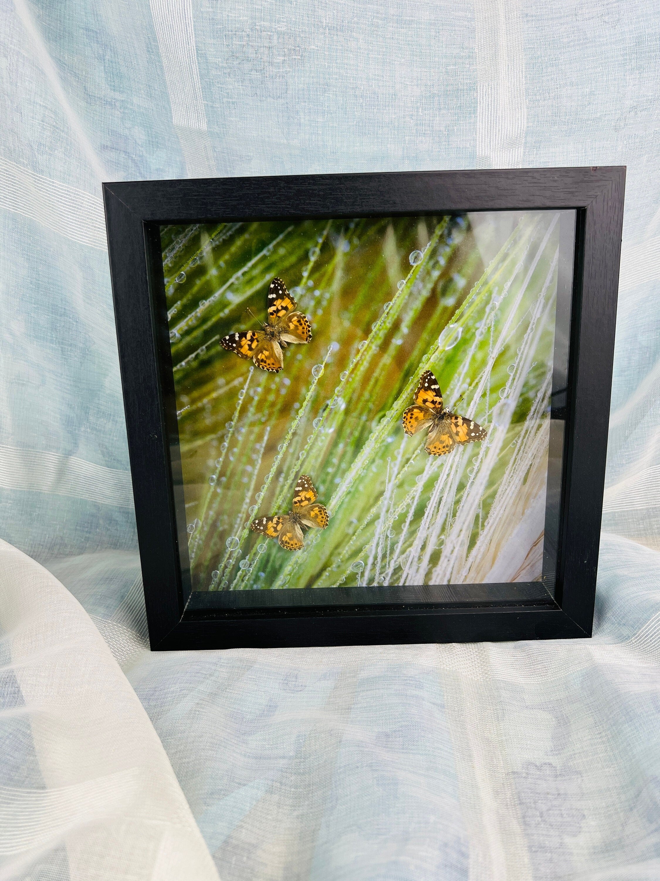 Unique Wall Decor: Framed Vanessa Cardui Butterflies and Photo Print