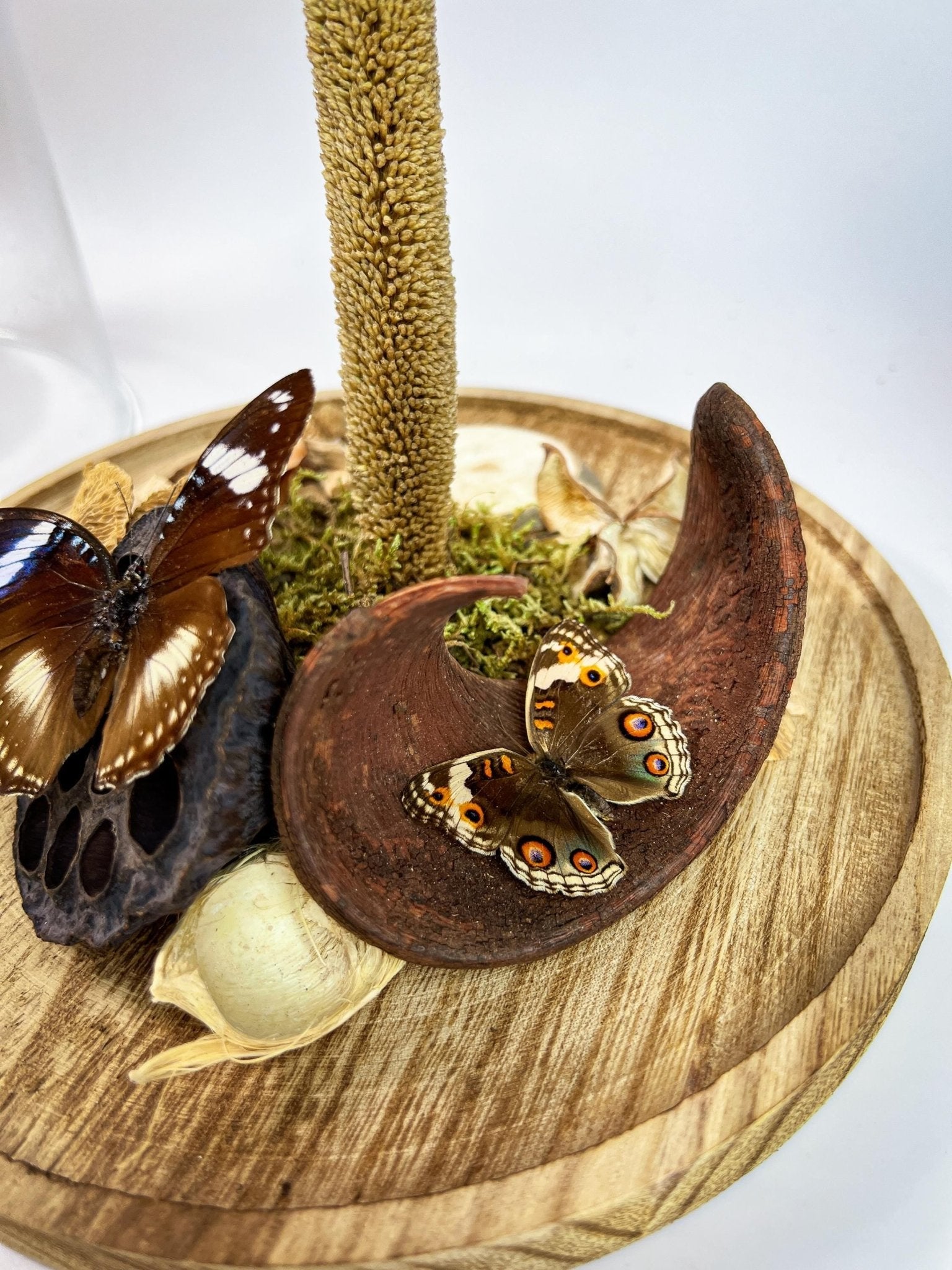 Papilio Polytes, Hypolimnas Bolina und Junonia Coenia in einer Glasglocke von KEY LIME STORE
