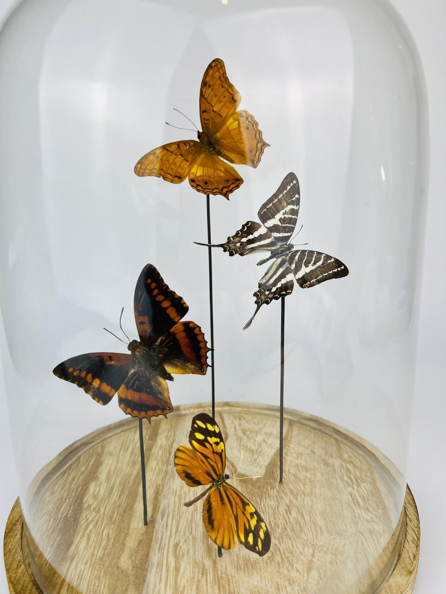 Vindula Erota, Graphium Aristeus, Charaxes Lucretius und Tithorea Harmonia in einer Glasglocke von KEY LIME STORE