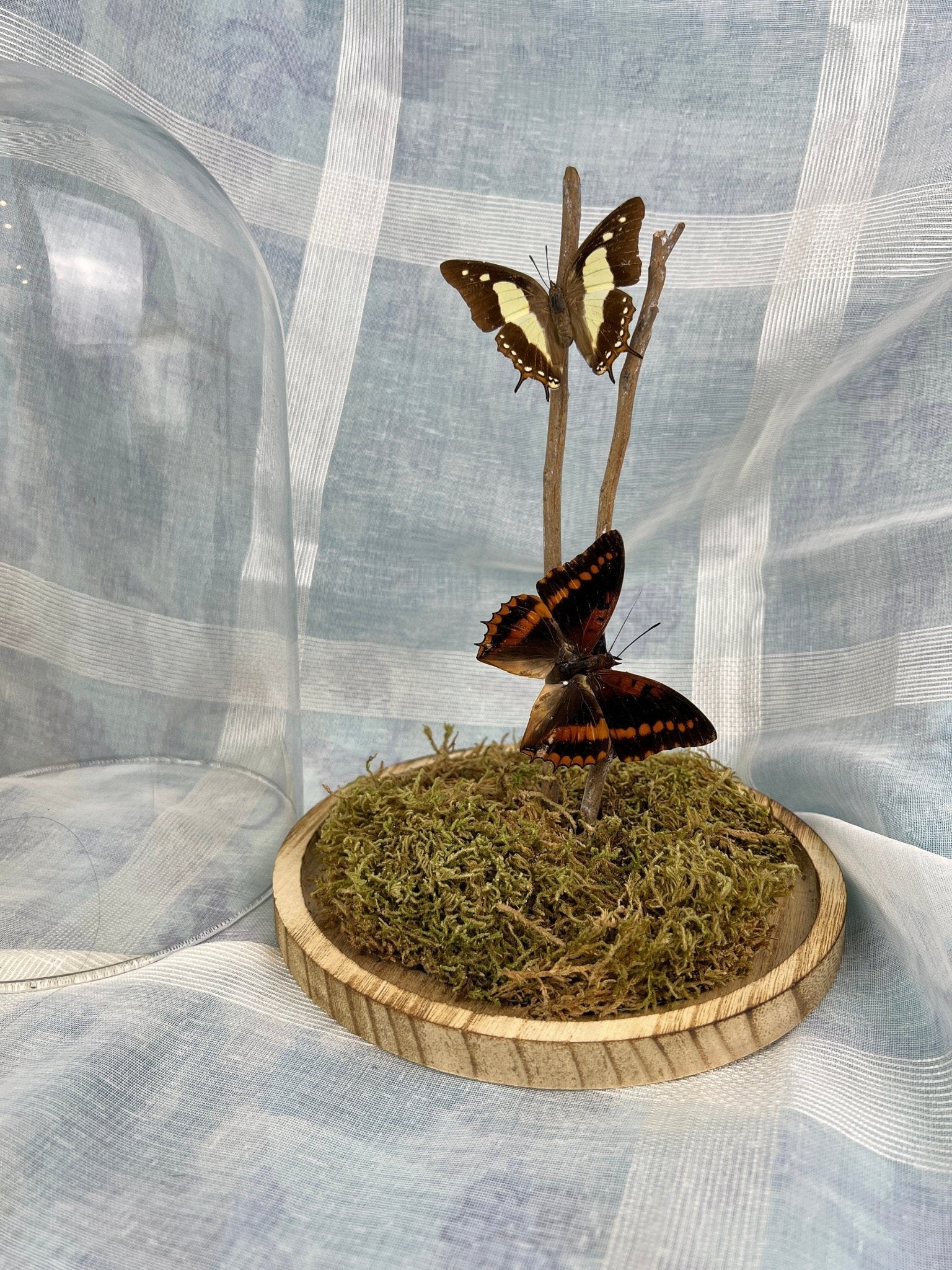 Charaxes Lucretius und Polyura Athama in einer Glasglocke von KEY LIME STORE