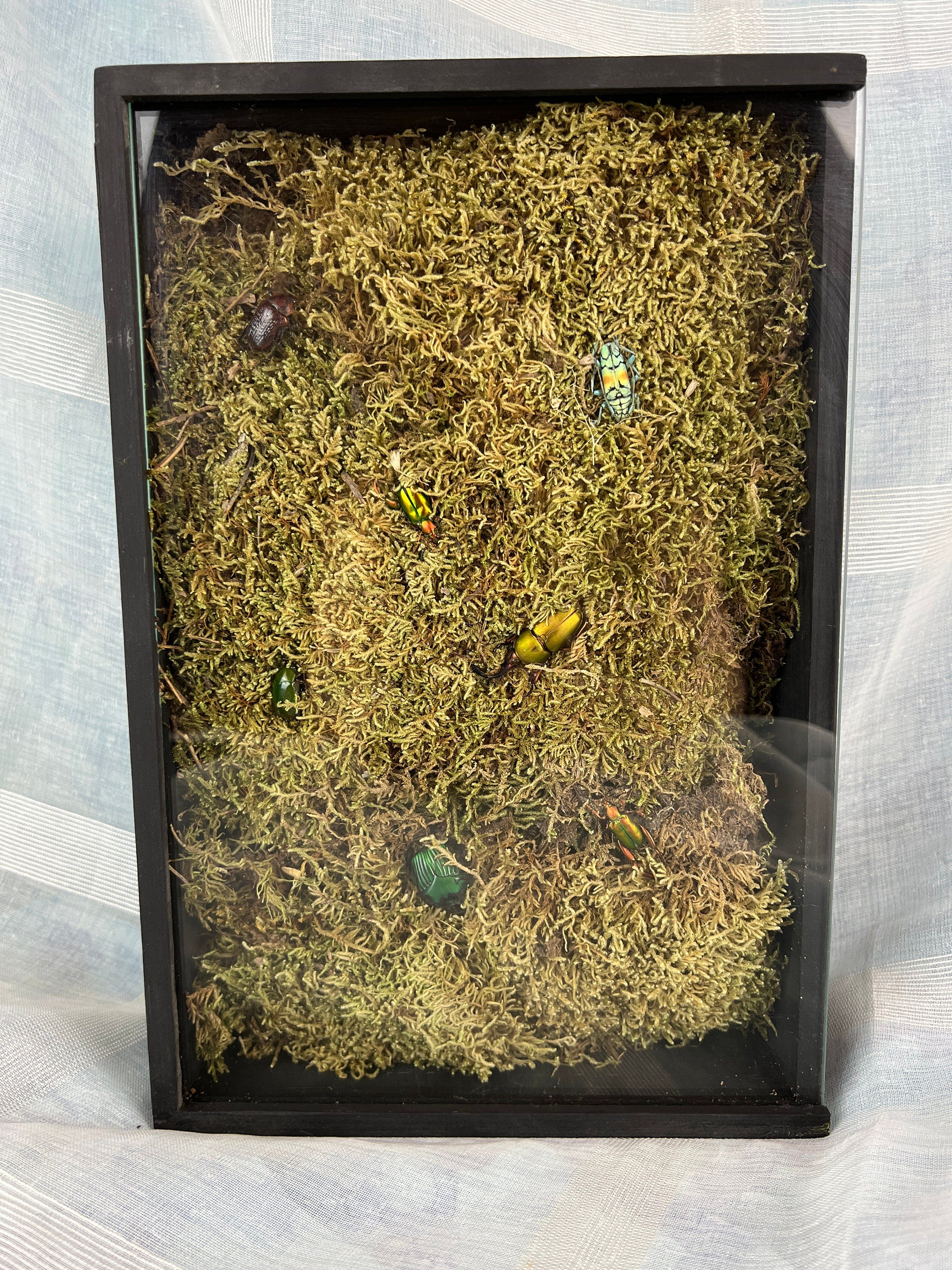 7 kevers op mos in insectendoos