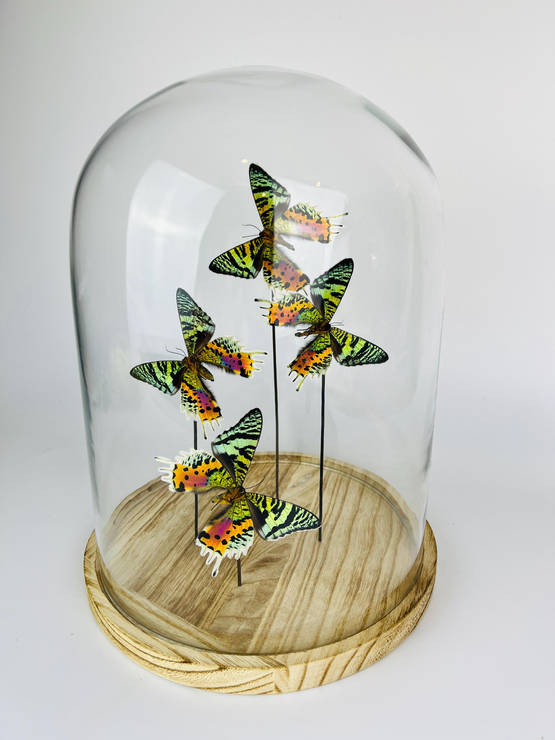 Urania Ripheus (Rückseite) in einer Glasglocke