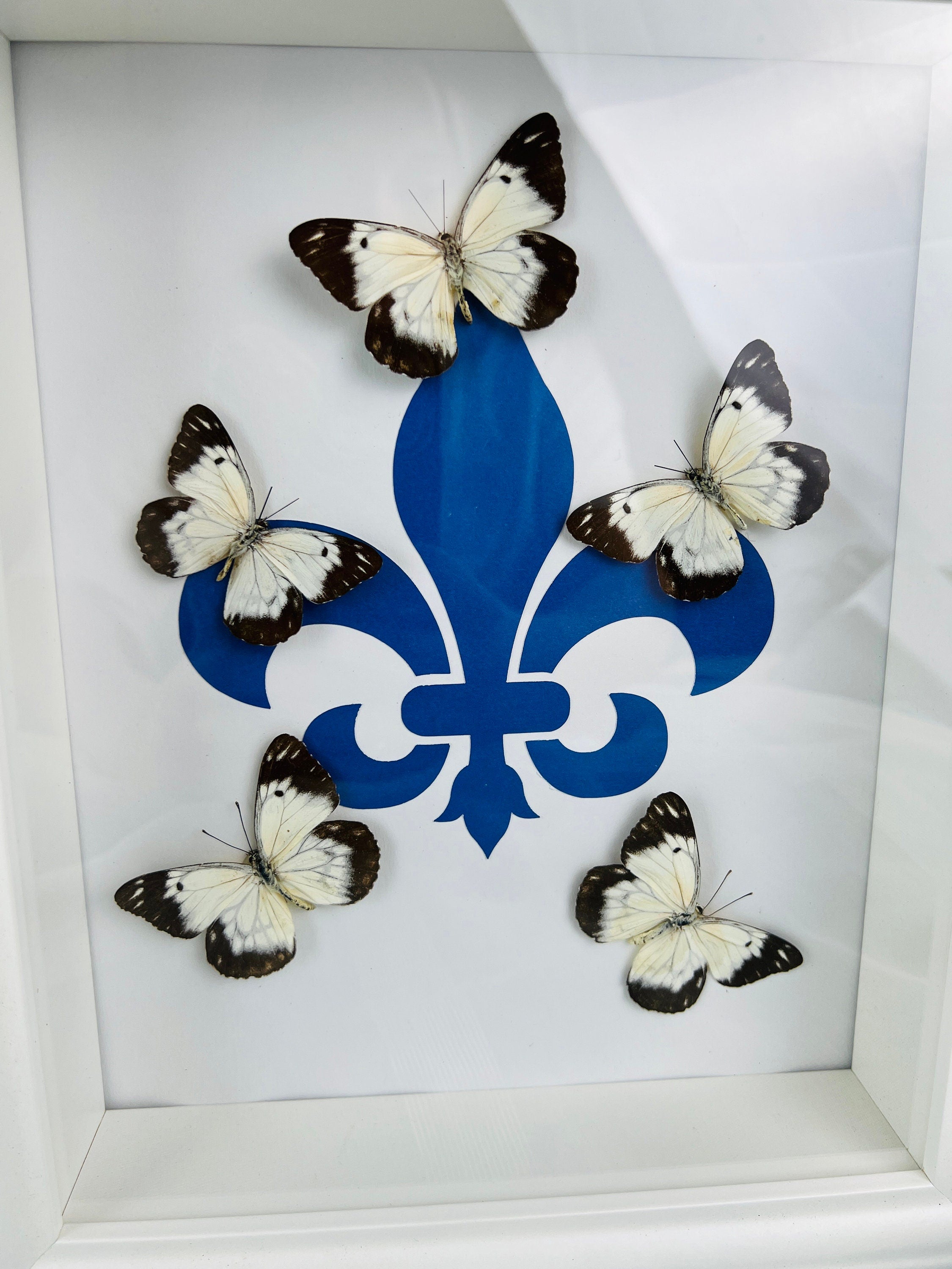 Echte vlinders | Belenois op Fleur de Lis print in lijst (28x23cm)