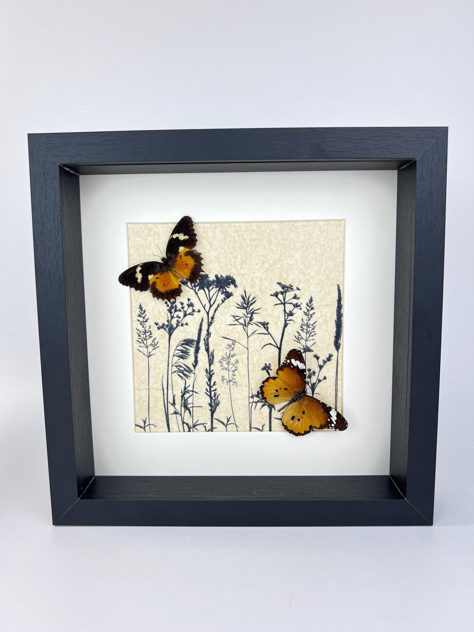 Cethosia Hypsea und Danaus Chrysippus in einem Rahmen von KEY LIME STORE