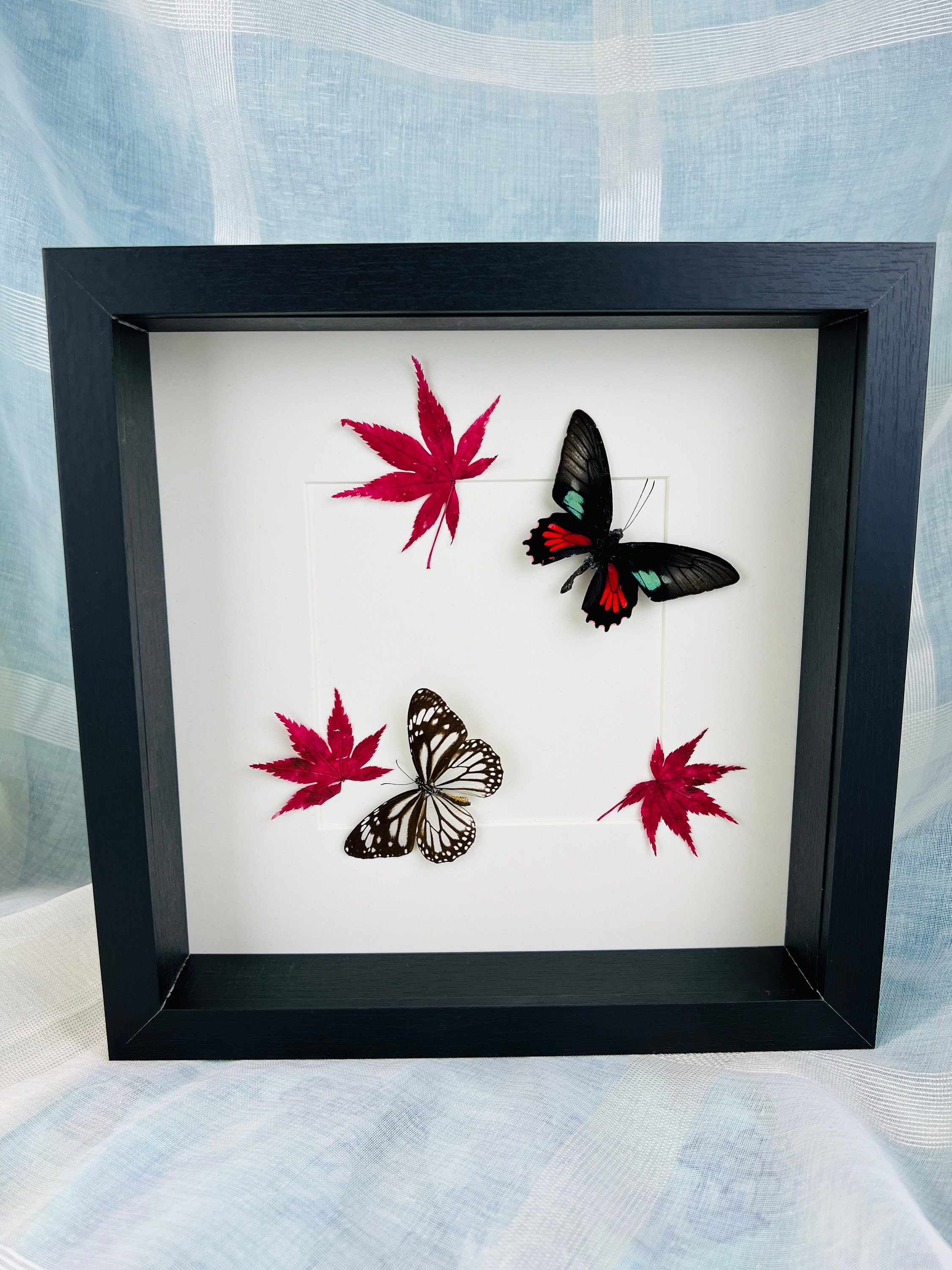 Parides Aeneas en Danaus Melanippus met Japanse esdoorn in lijst