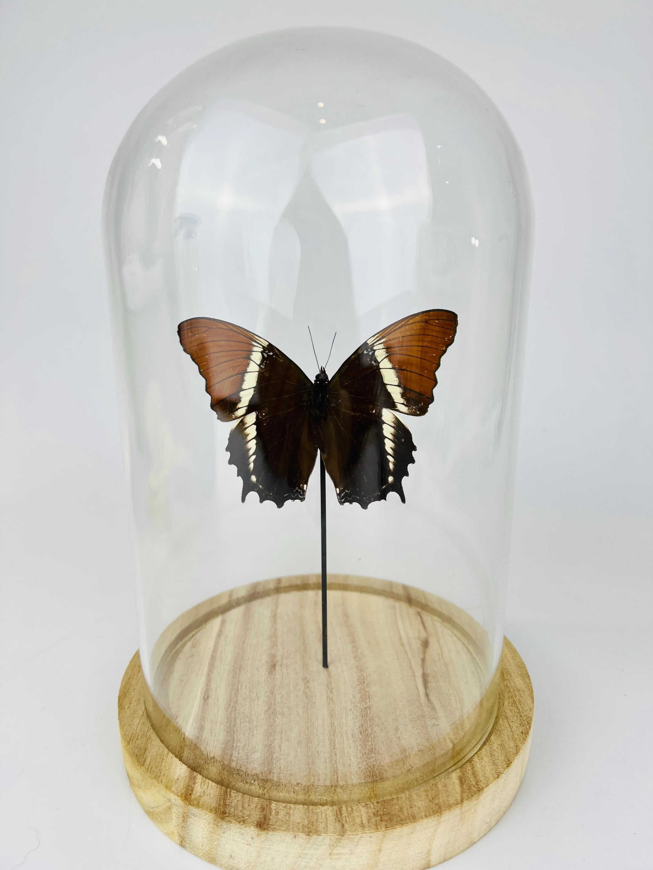 Siproeta Epaphus in stolp