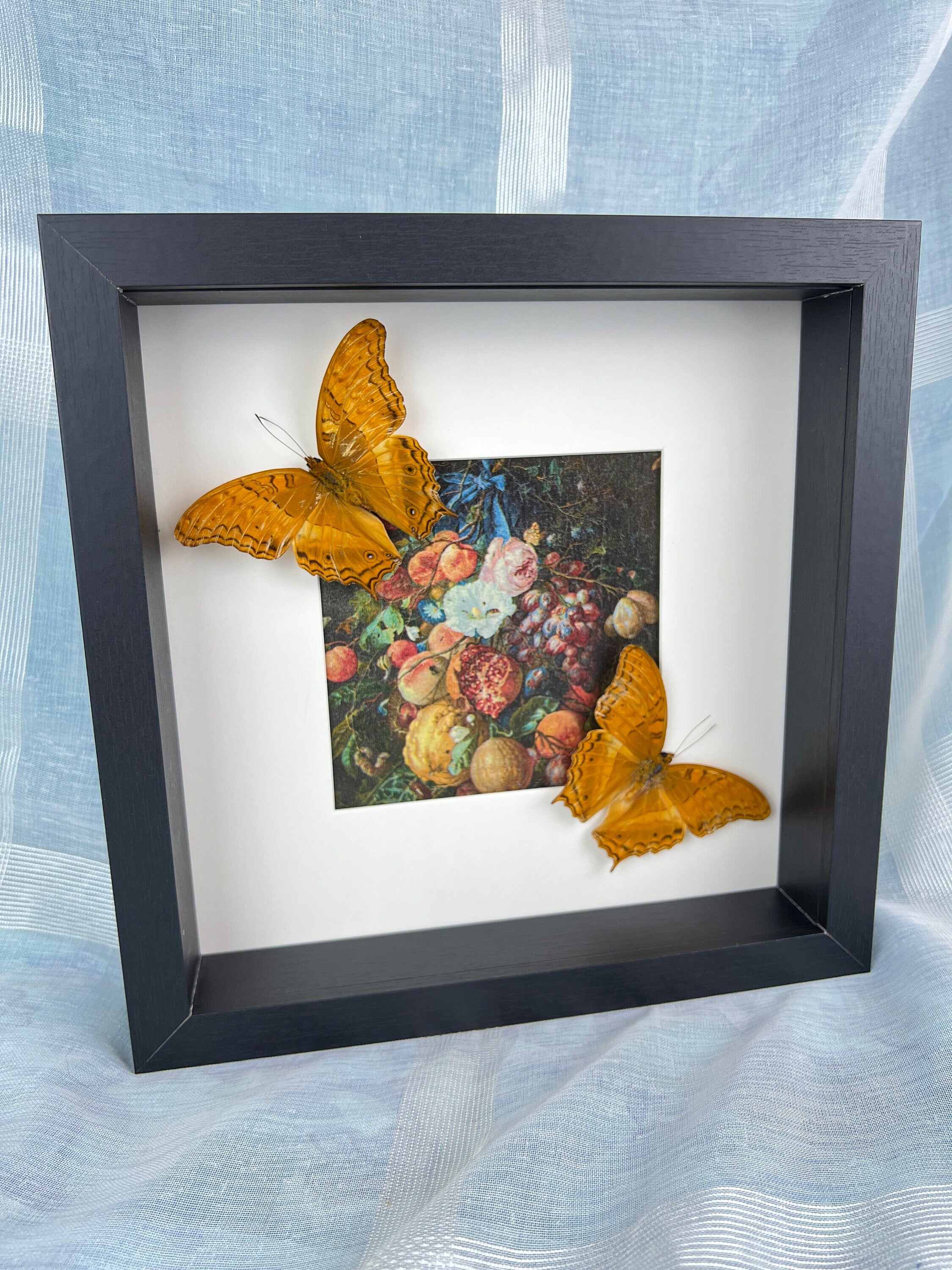 Vindula Arsinoe als Druck in einem Rahmen