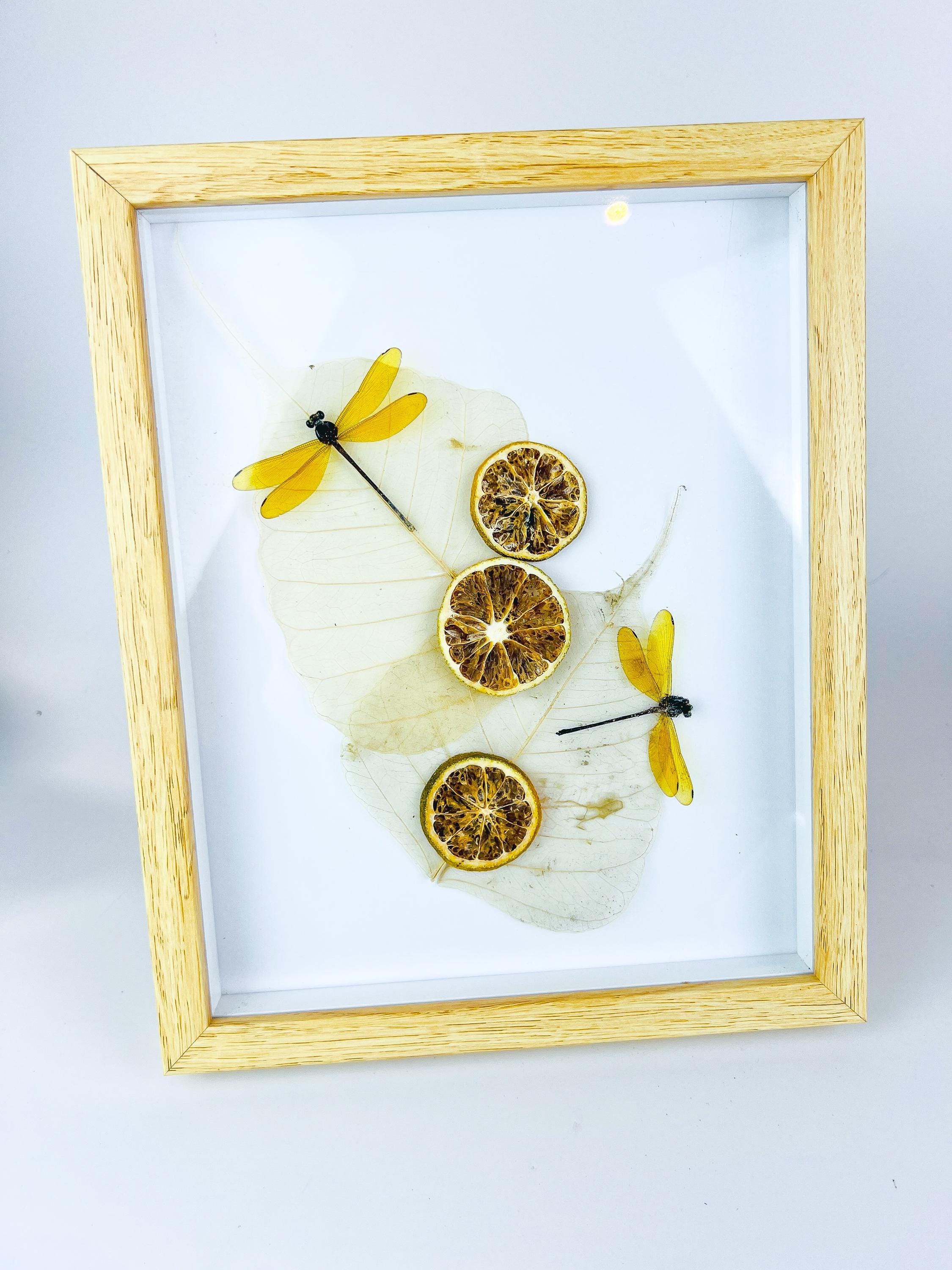 Libelle mit getrockneten Verzierungen in einem Rahmen