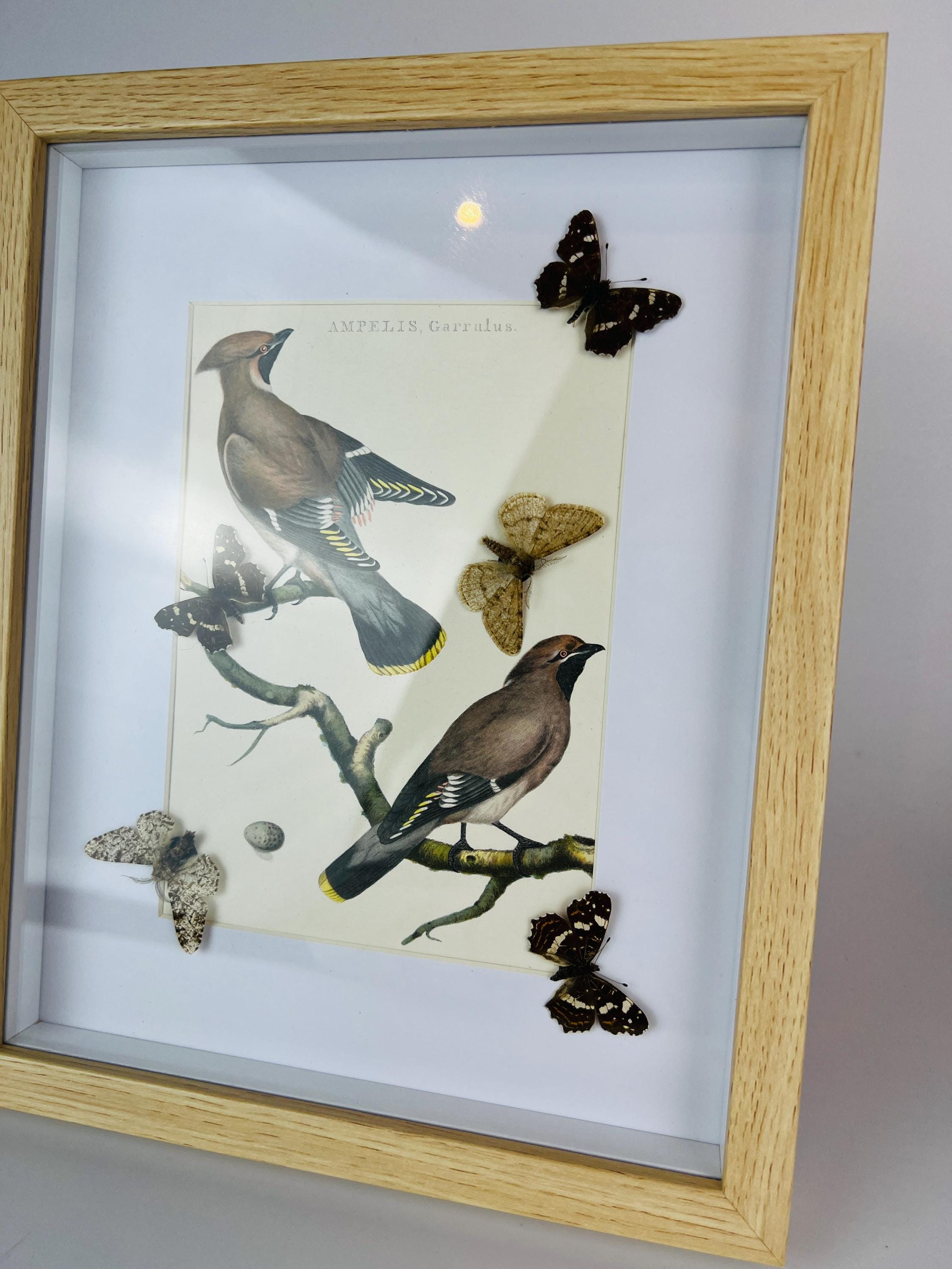 Schmetterlinge auf einem Vintage-Botanikdruck in einem Rahmen