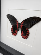 A framed image of a black butterfly with red markings on its wings.