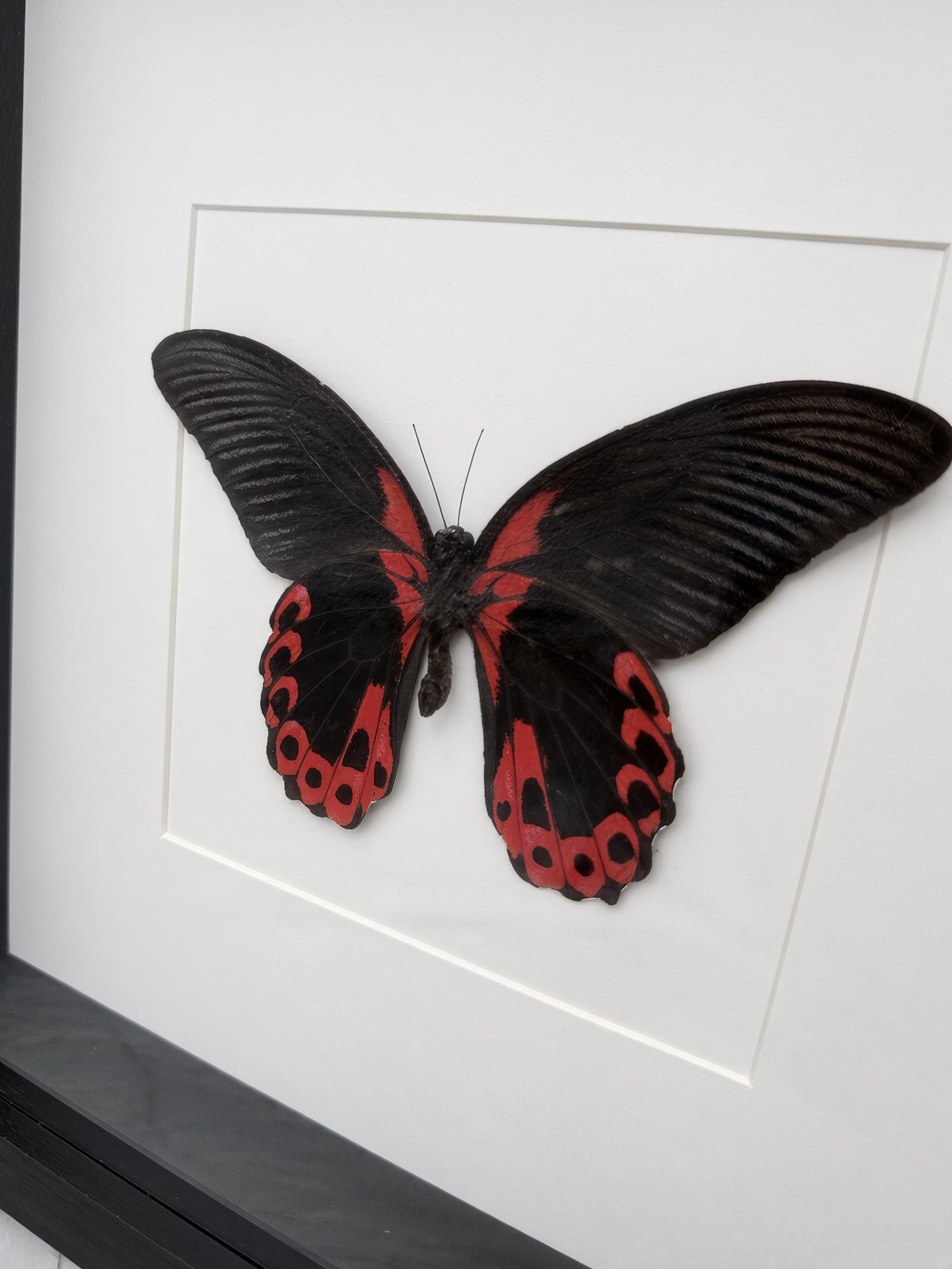 A framed image of a black butterfly with red markings on its wings.