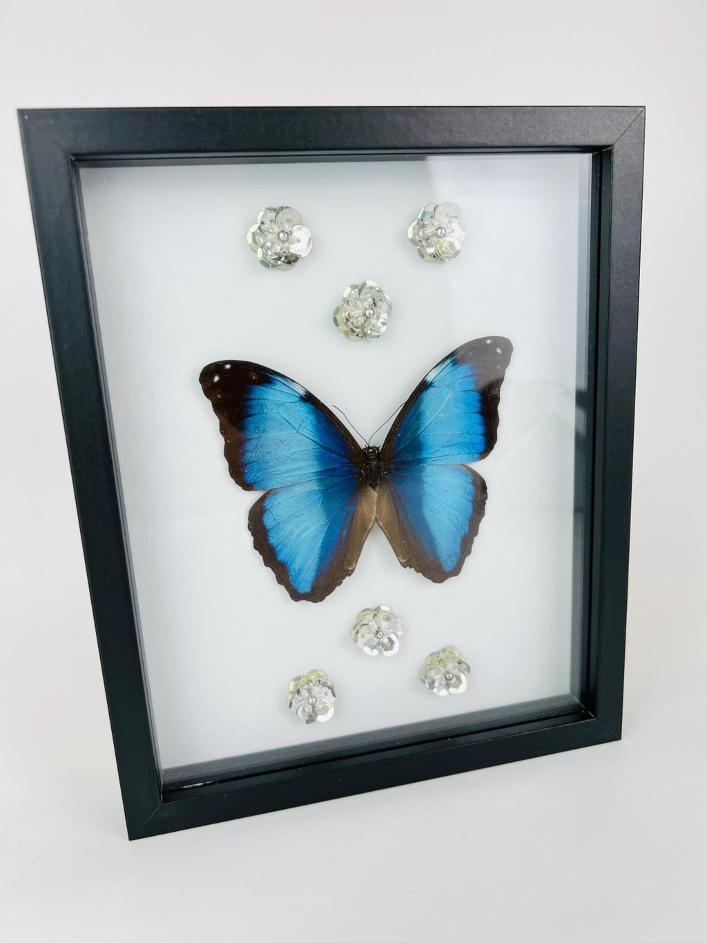 Morpho Deidamia mit Glitzerblumen im Rahmen von KEY LIME STORE