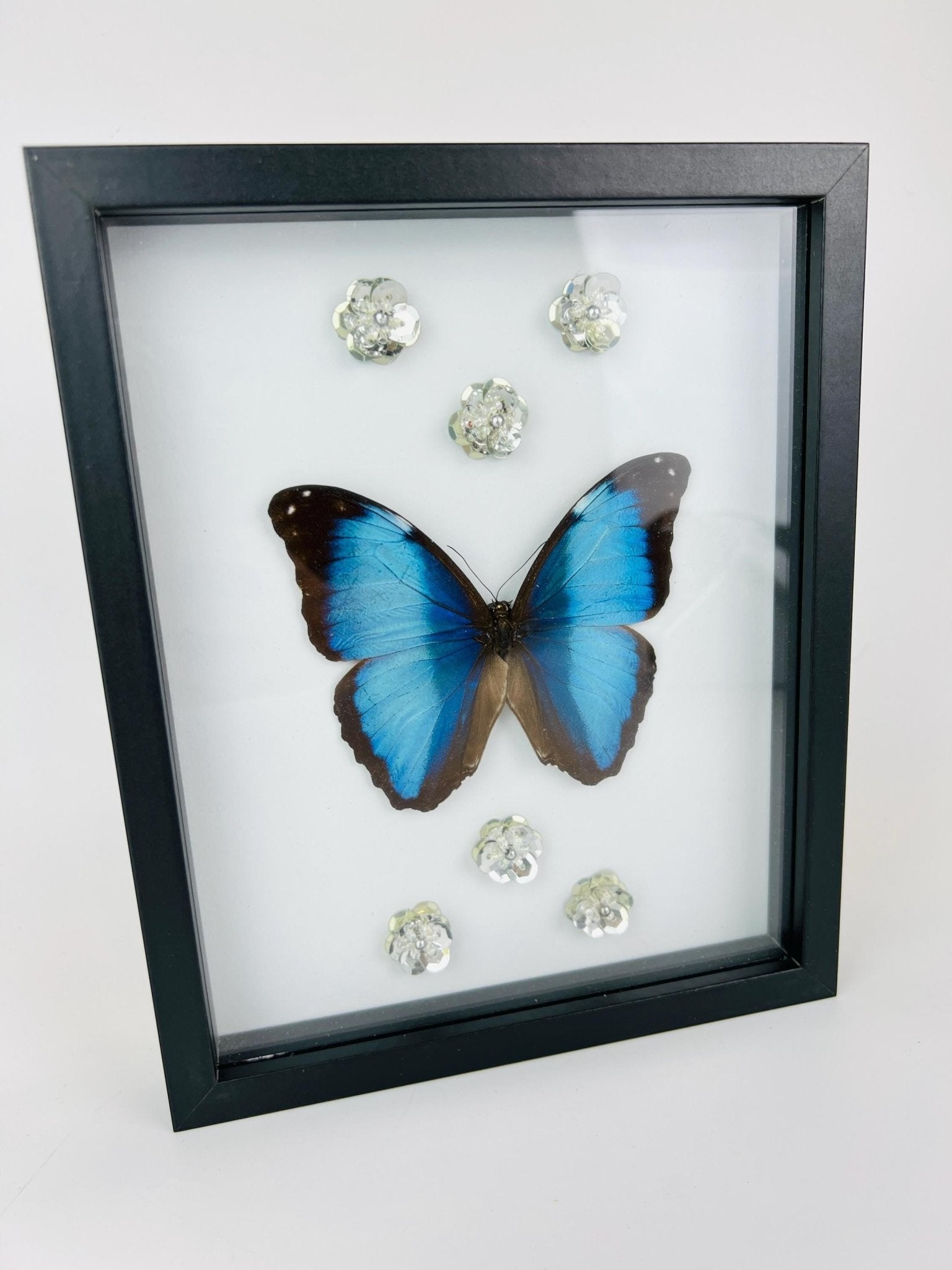 Morpho Deidamia mit Glitzerblumen im Rahmen von KEY LIME STORE