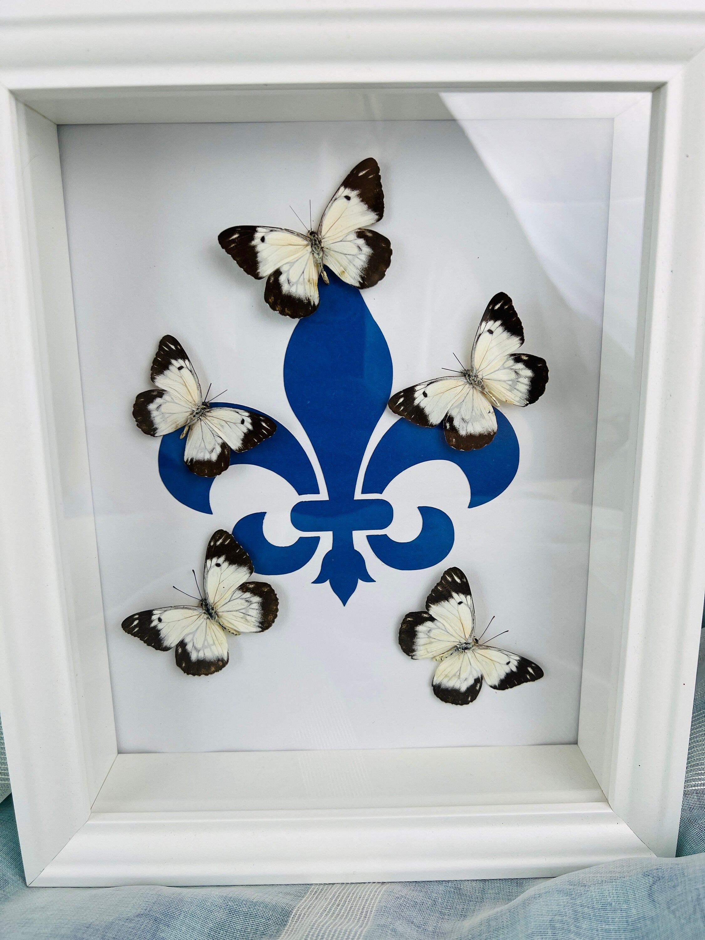 Echte vlinders | Belenois op Fleur de Lis print in lijst (28x23cm)