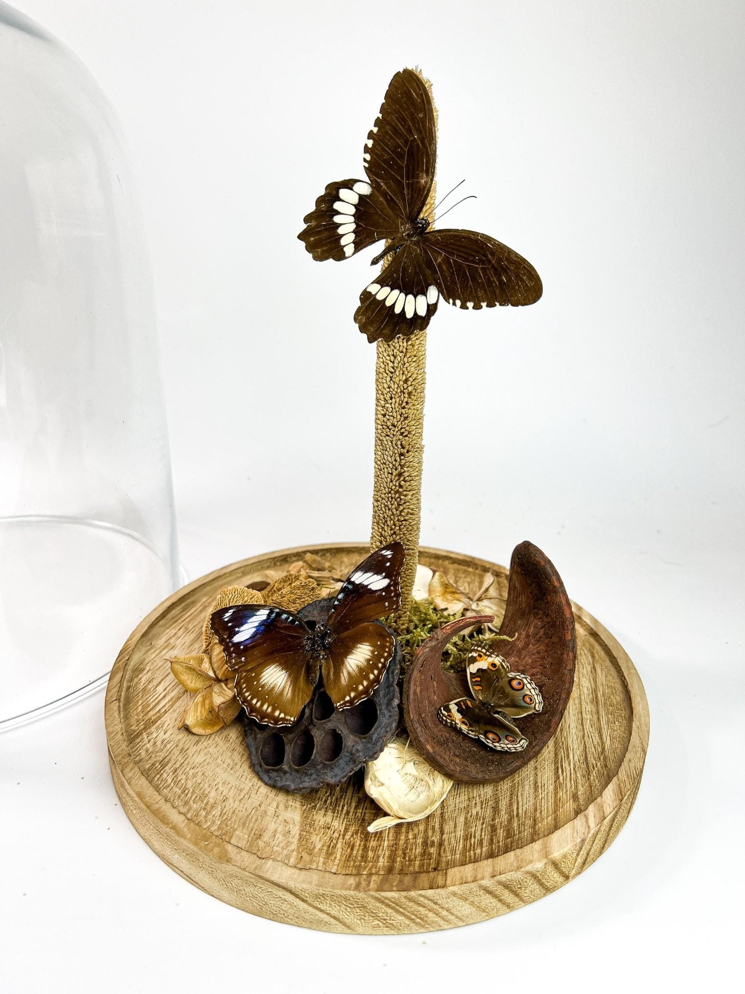 Papilio Polytes, Hypolimnas Bolina und Junonia Coenia in einer Glasglocke von KEY LIME STORE