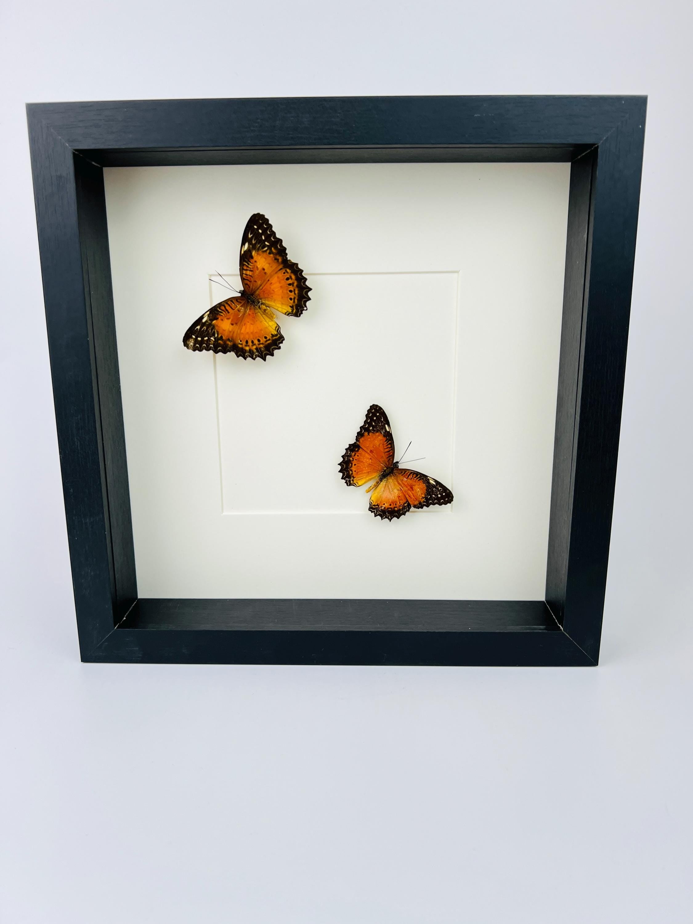 Cethosia Biblis im Rahmen