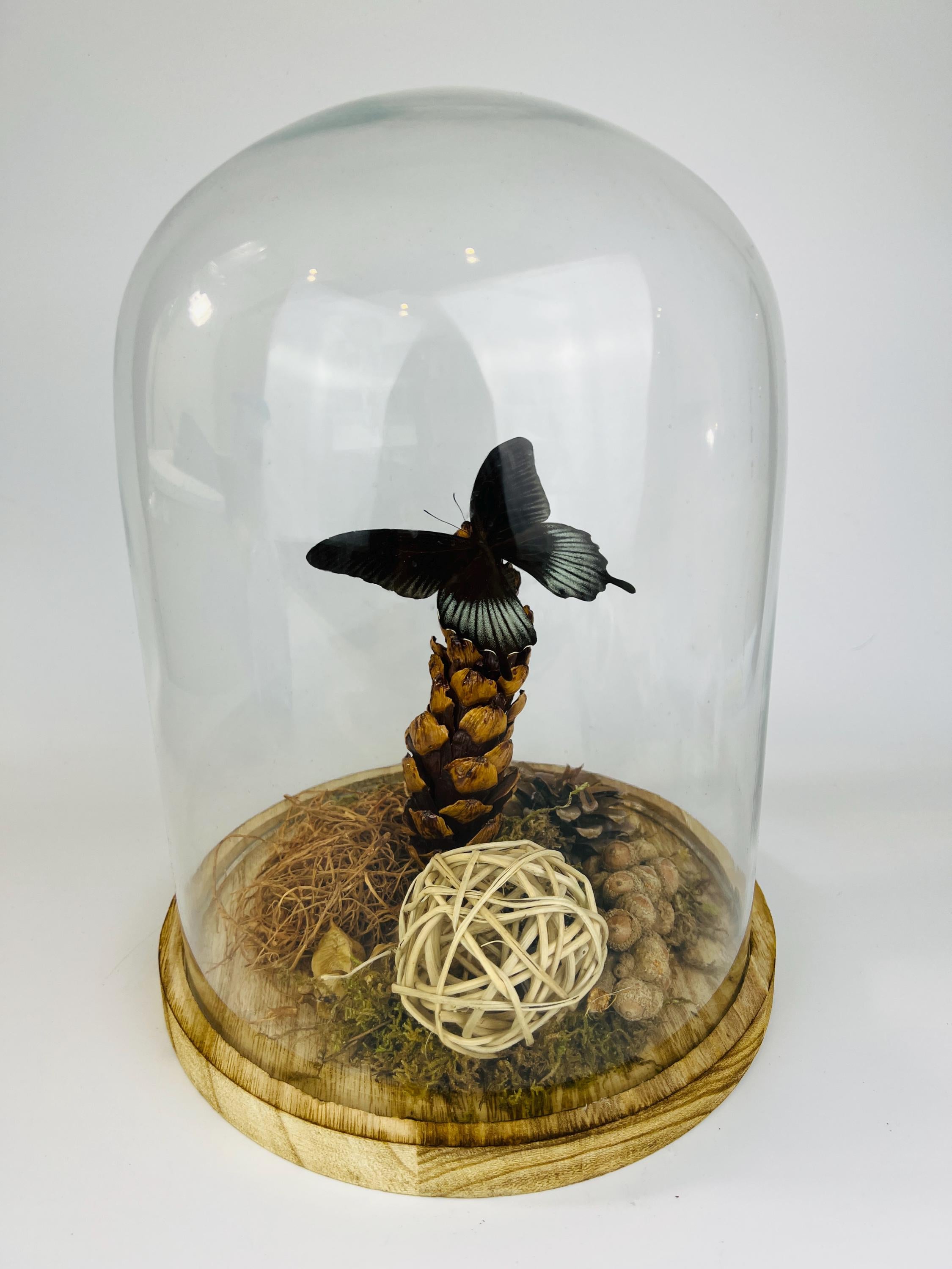 Echte vlinder | Papilio Lowi in stolp (31x23cm)