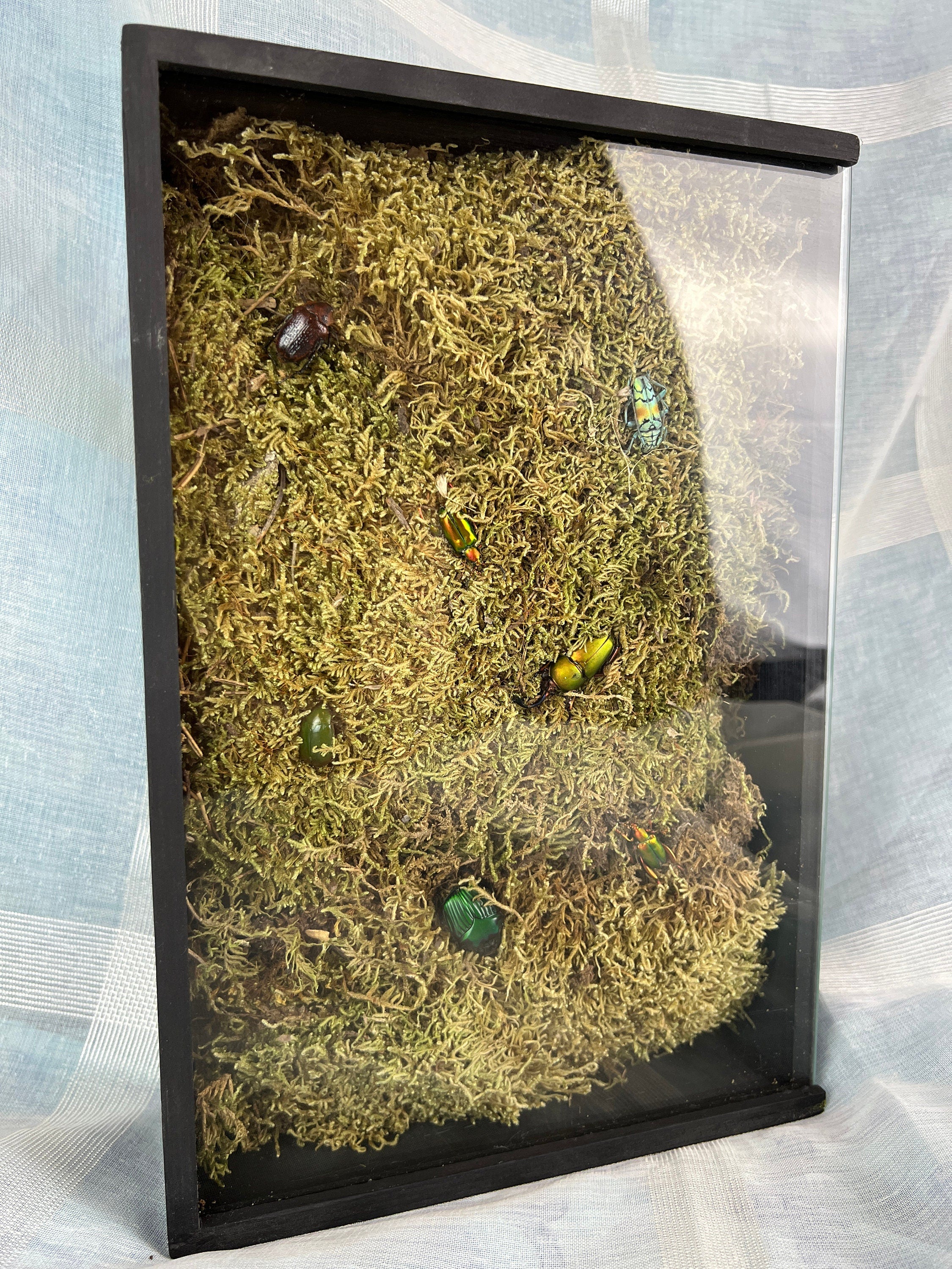 7 kevers op mos in insectendoos